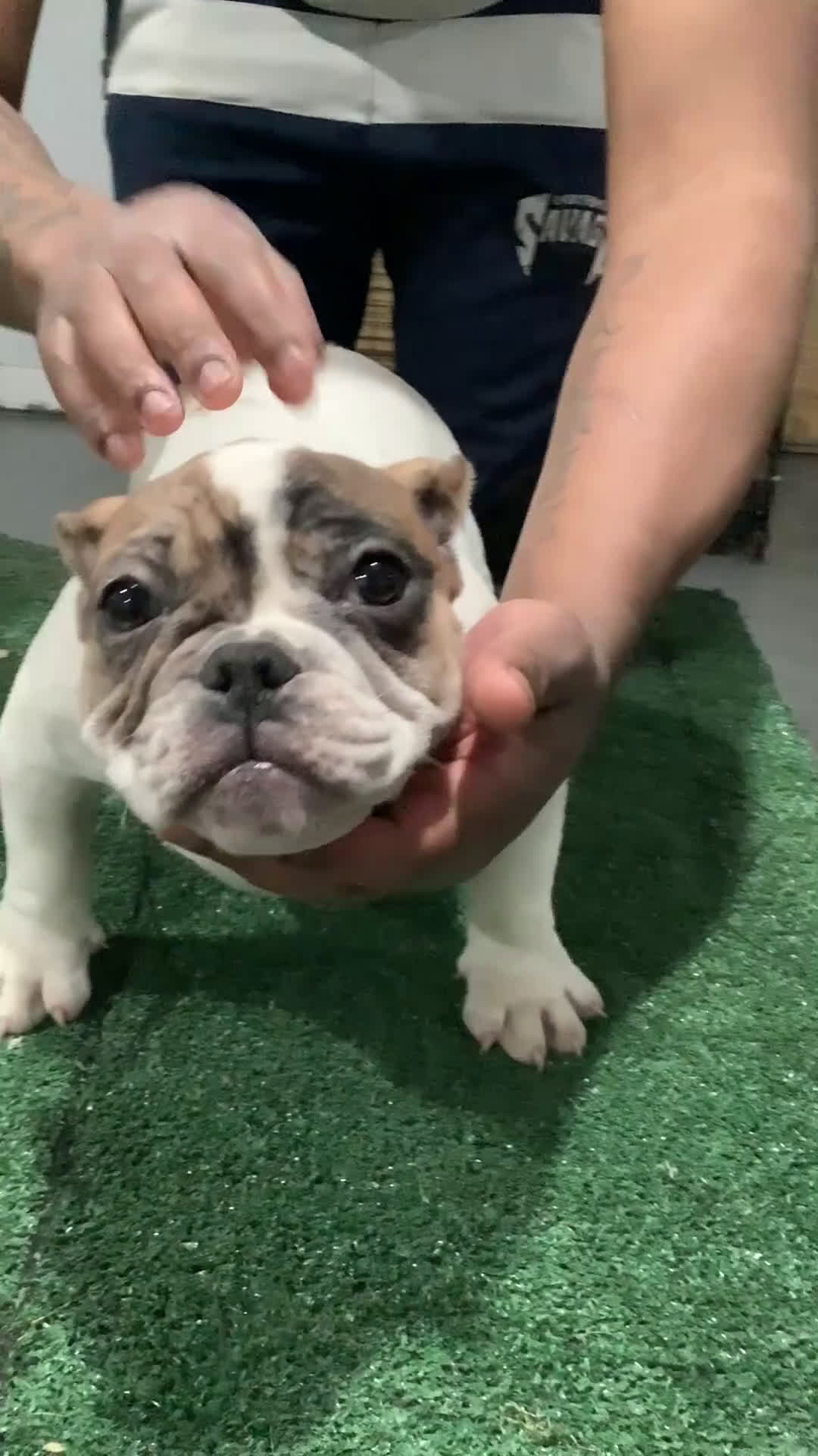 American Bully dogs for sale: American Bully Puppy 2 - Video 2