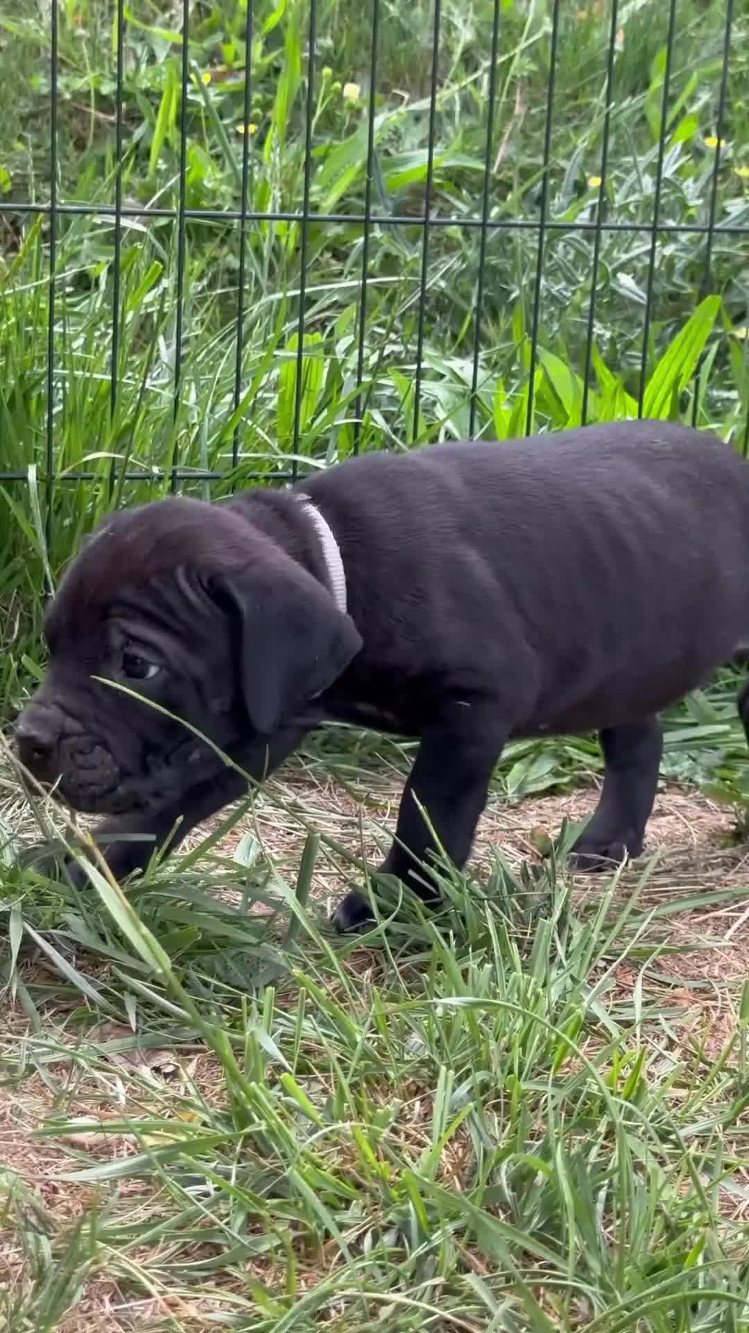 Cane Corso dogs for sale: Pharaoh - Video 1