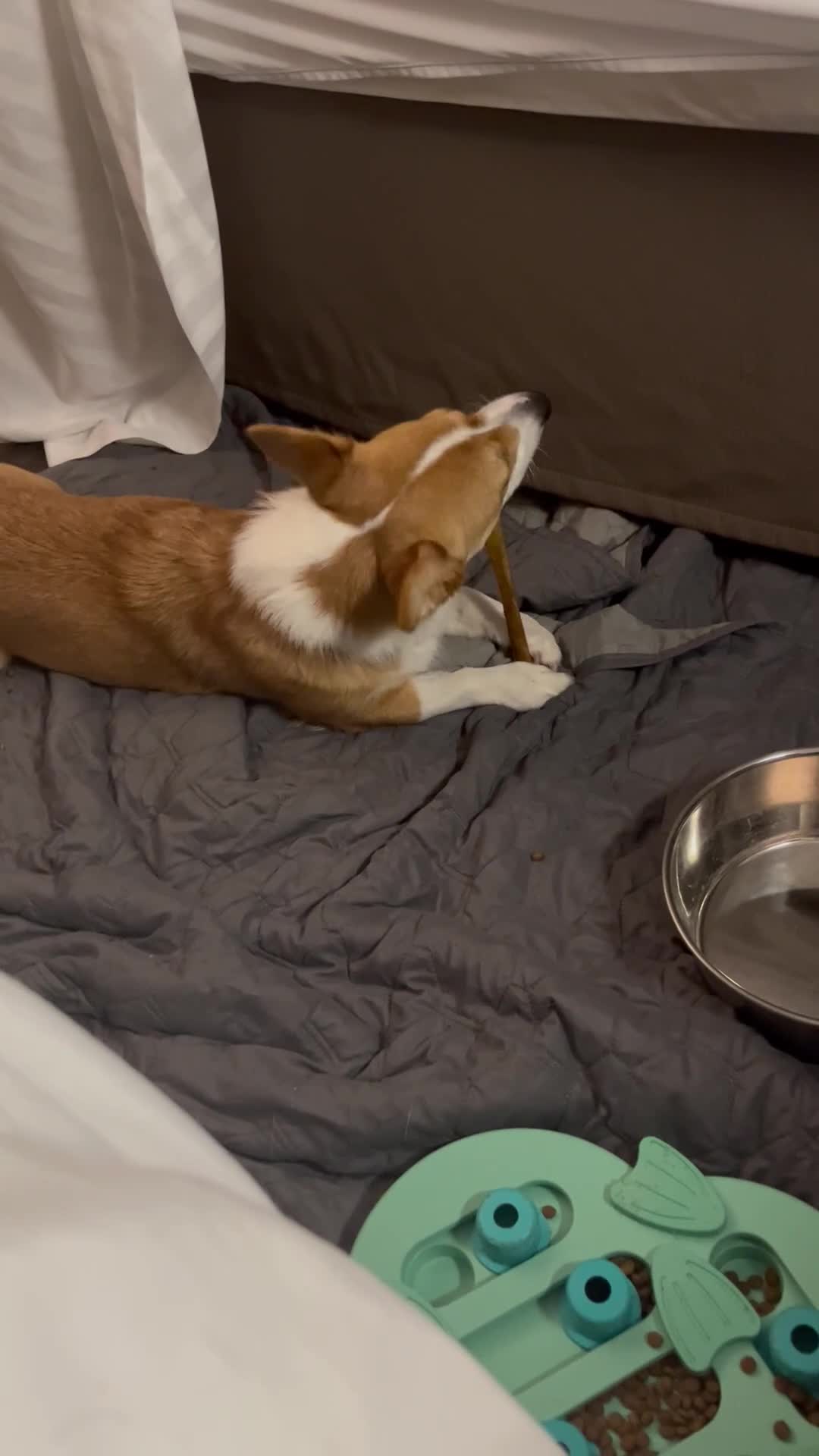 Welsh Corgi Pembroke dogs for sale: Welsh Corgi Pembroke 1 - Video 1