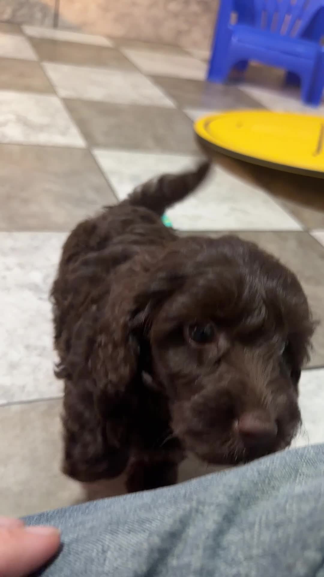 Doxiepoo dogs for sale: Willow - Video 1