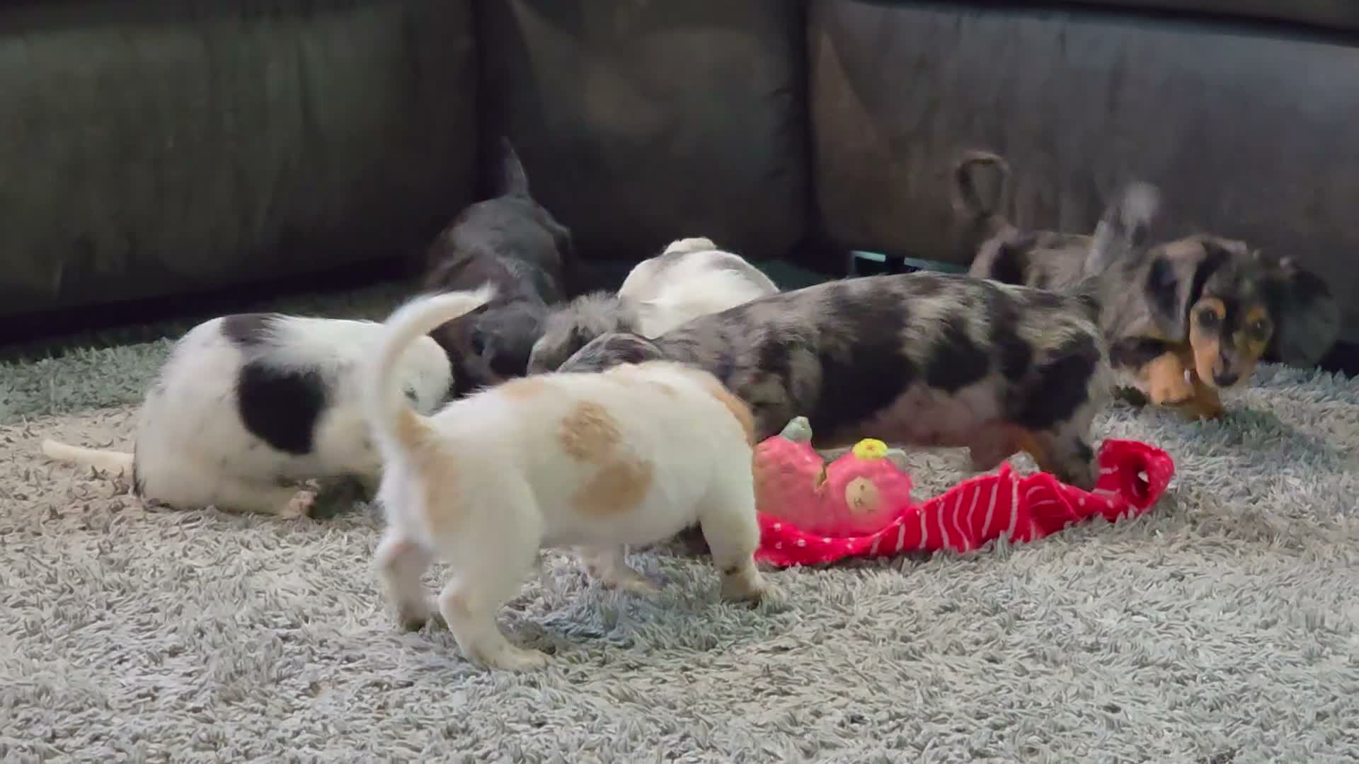 Miniature Dachshund dogs for sale: Rosa - Video 1