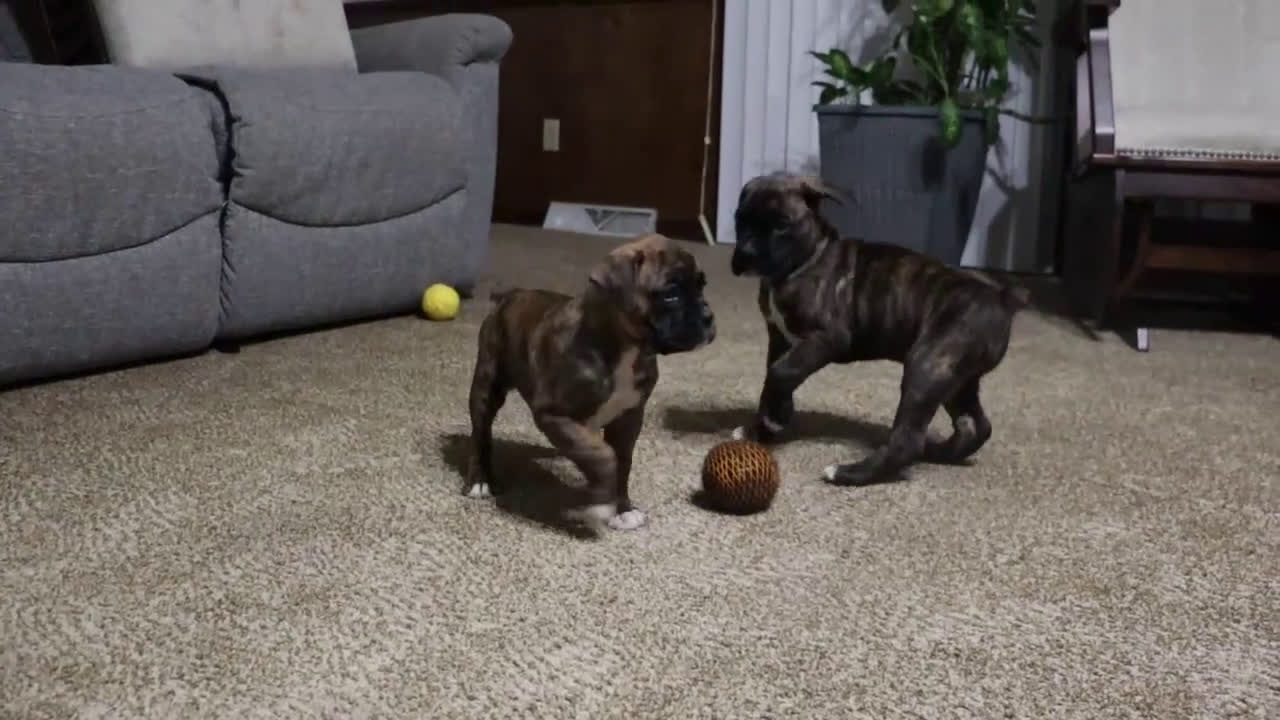 Boxer dogs for sale: Molly - Video 1