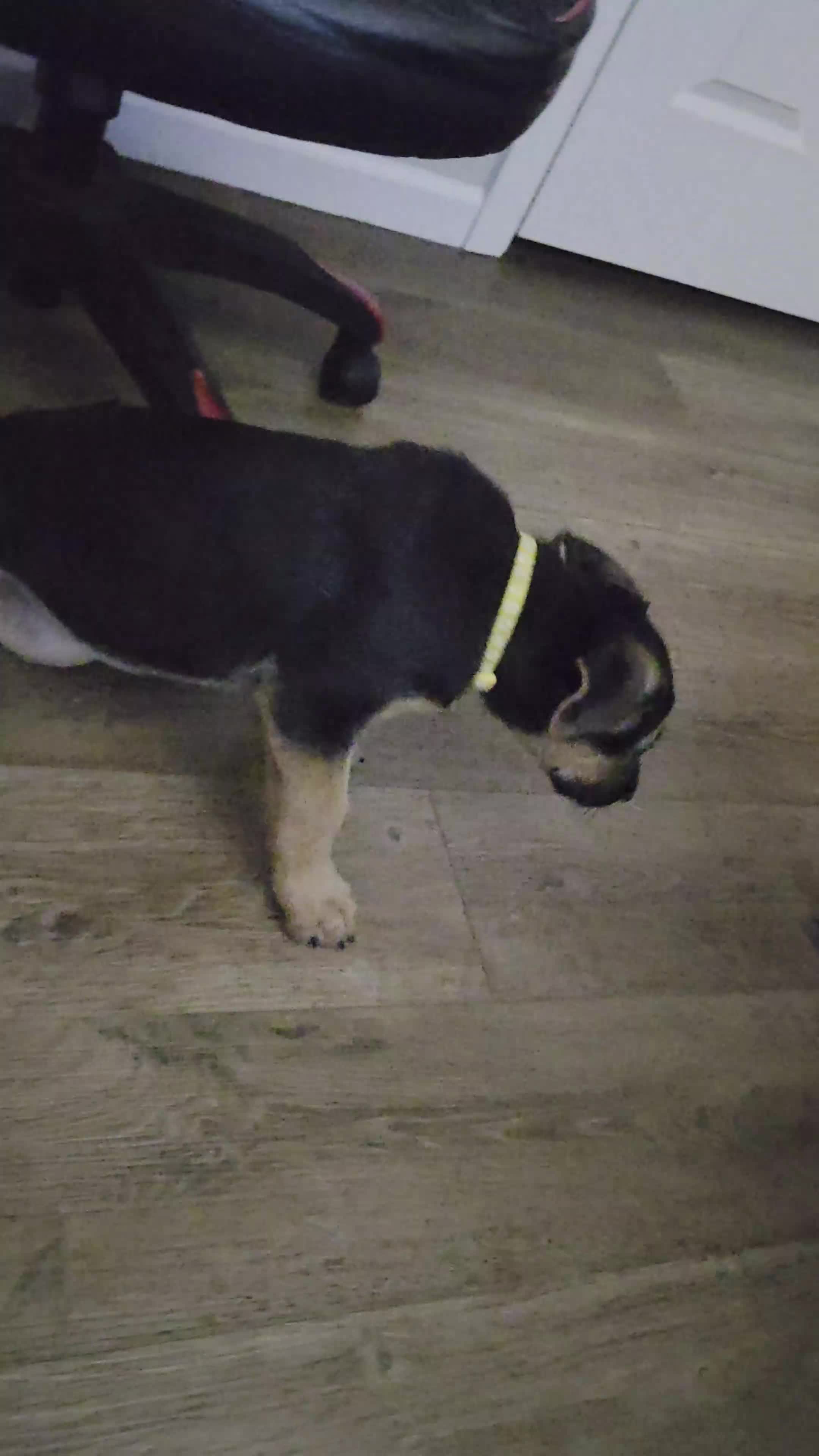 German Shepherd dogs for sale: German Shepherd 1 - Video 1