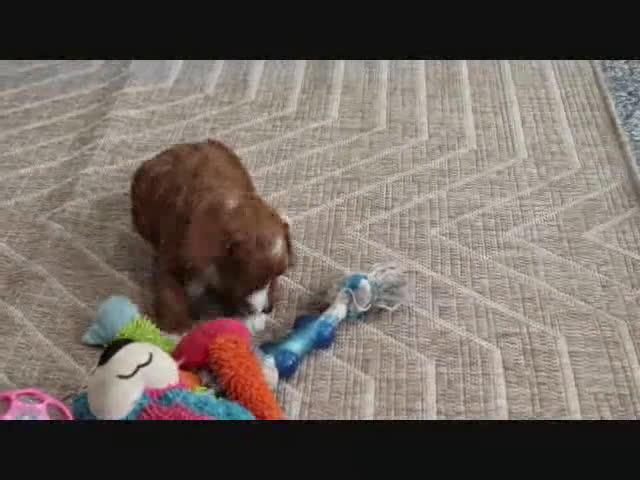 Mini Goldendoodle dogs for sale: Adora - Video 3