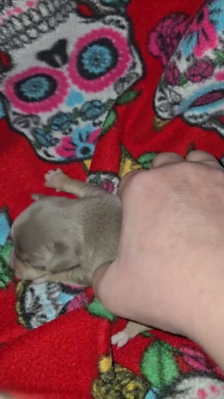 Chihuahua dogs for sale: Blue Girl - Video 1