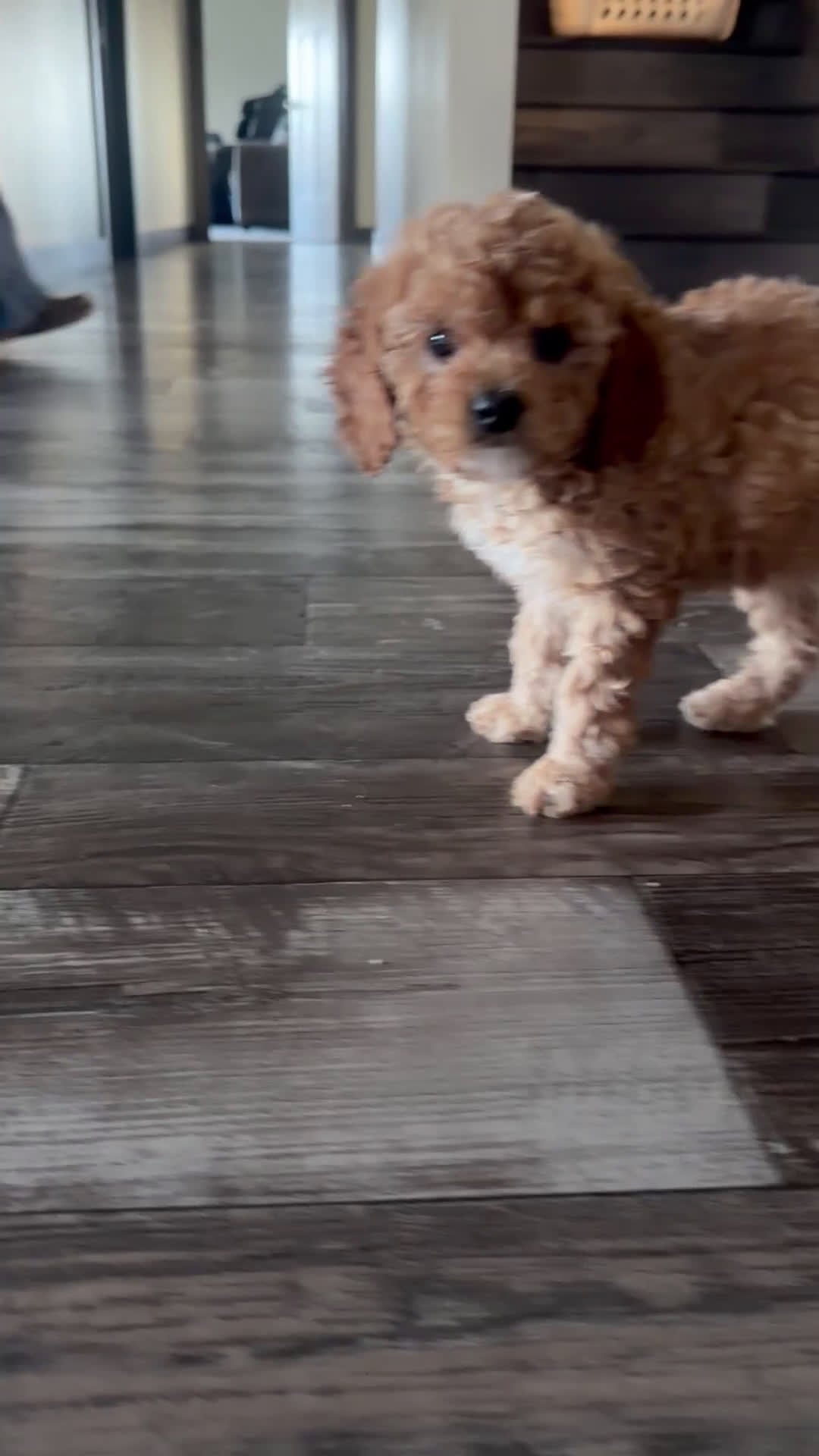 Cavapoo dogs for sale: Chole - Video 1