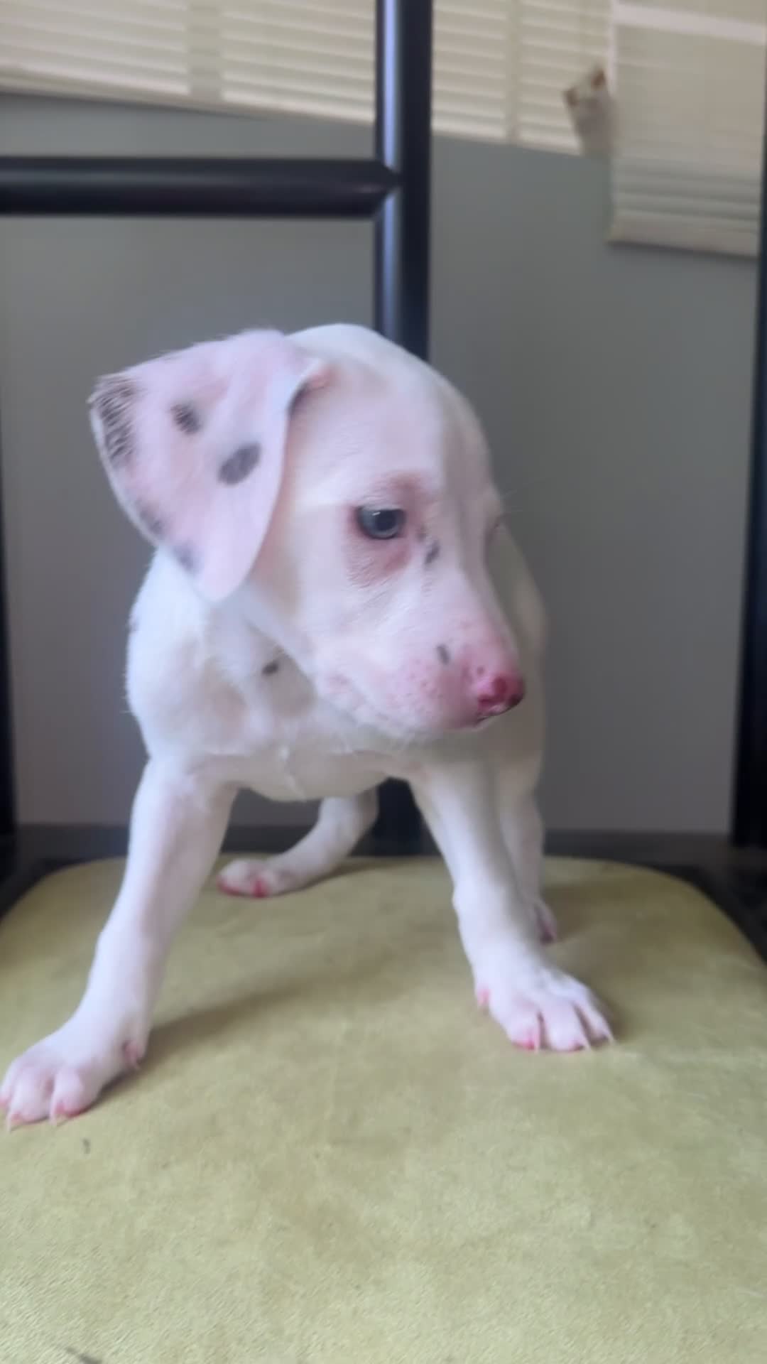 Dalmatian dogs for sale: Dalmatian 4 - Video 1