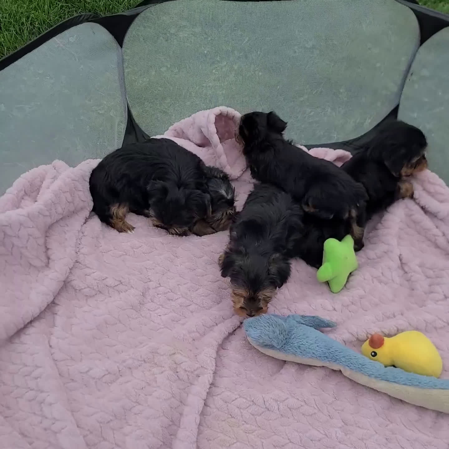 Morkie dogs for sale: Allie - Video 1