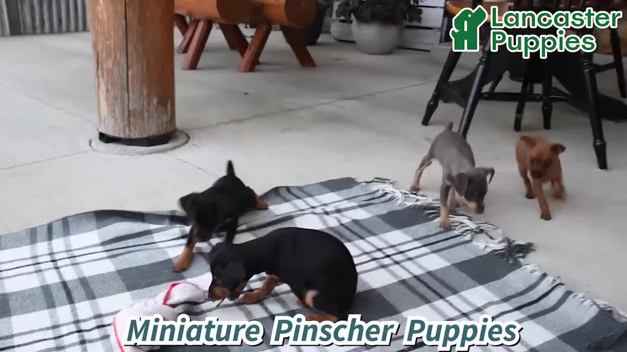 Miniature Pinscher dogs for sale: Taffy - Video 1