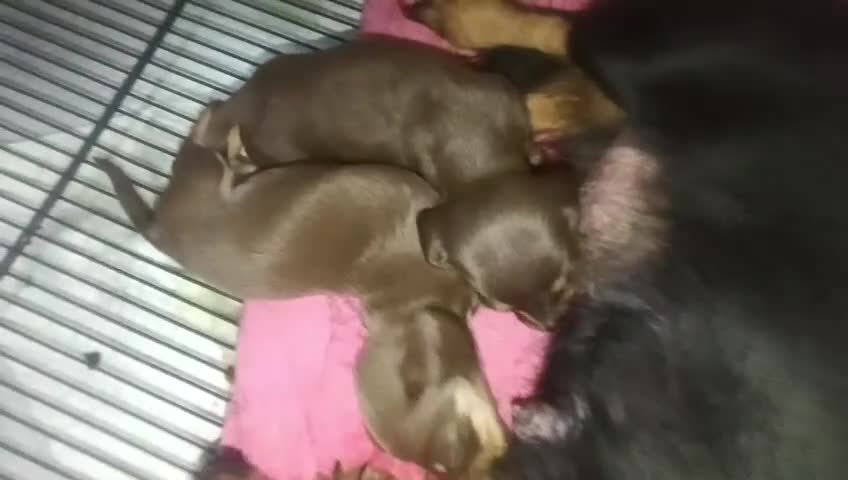 Dachshund dogs for sale: Dachshund Puppy 1 - Video 1