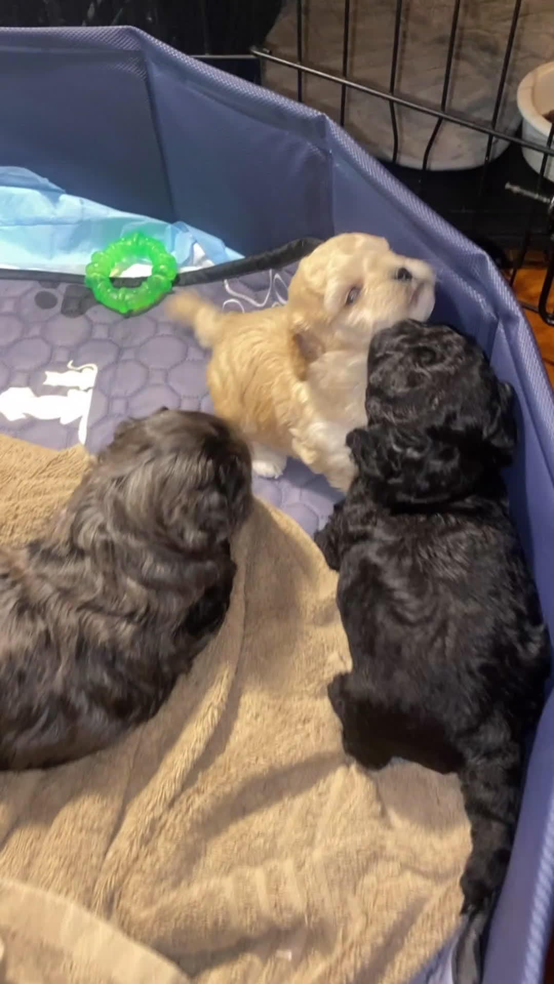 Shihpoo dogs for sale: Shihpoo Puppy 3 Golden - Video 1