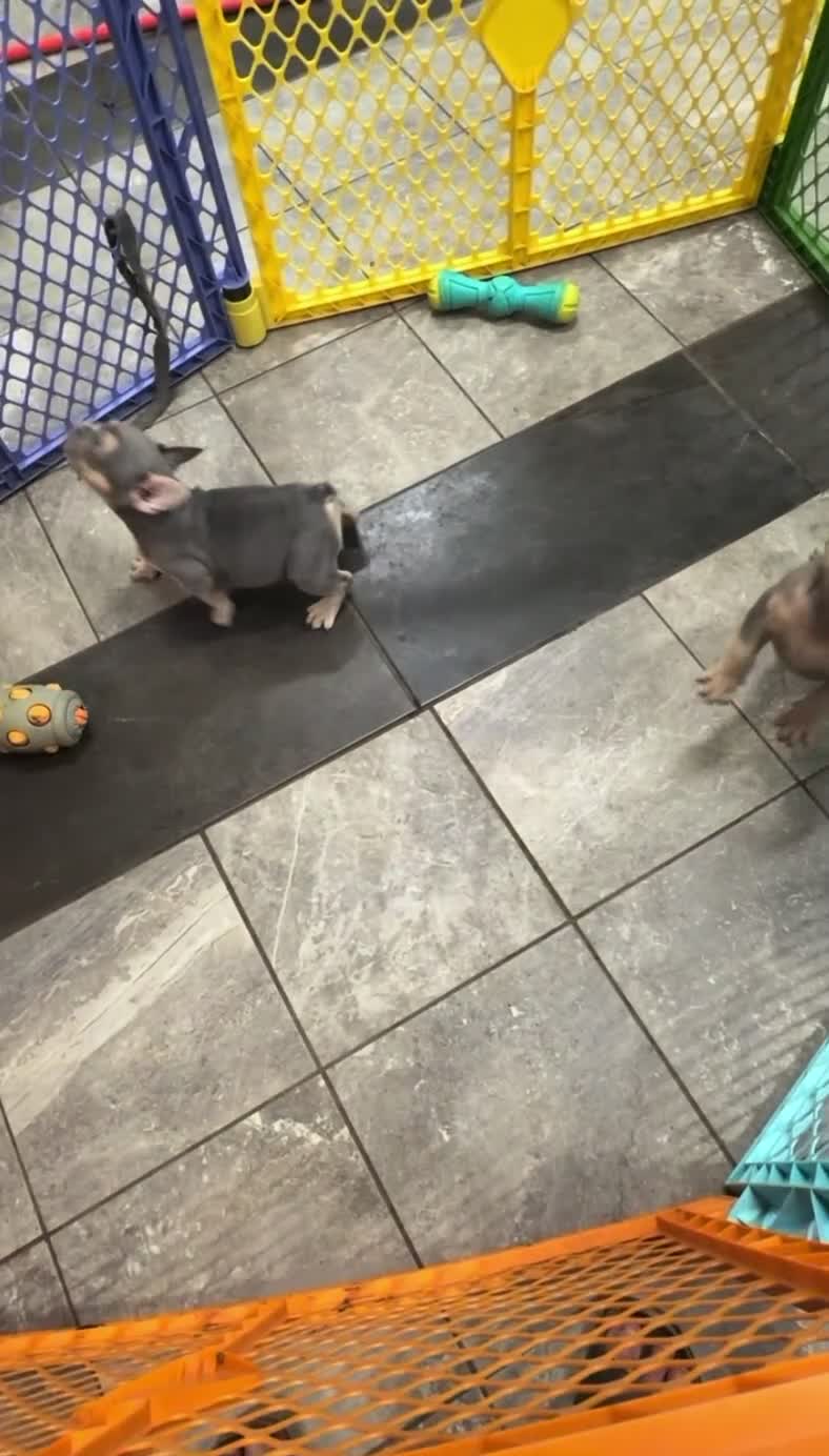French Bulldog dogs for sale: Lucy - Video 1