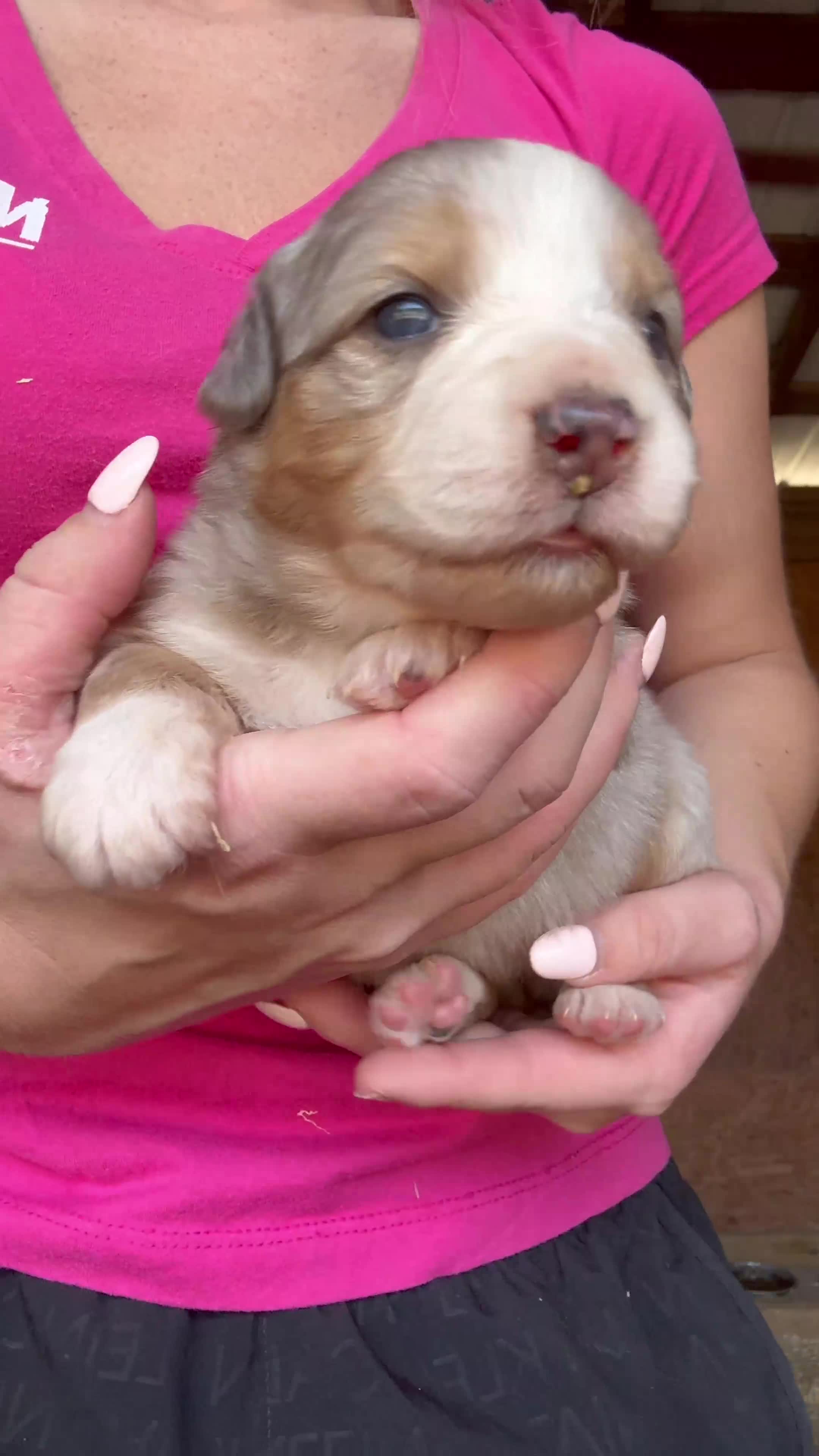 Australian Shepherd dogs for sale: Sylvia  - Video 1