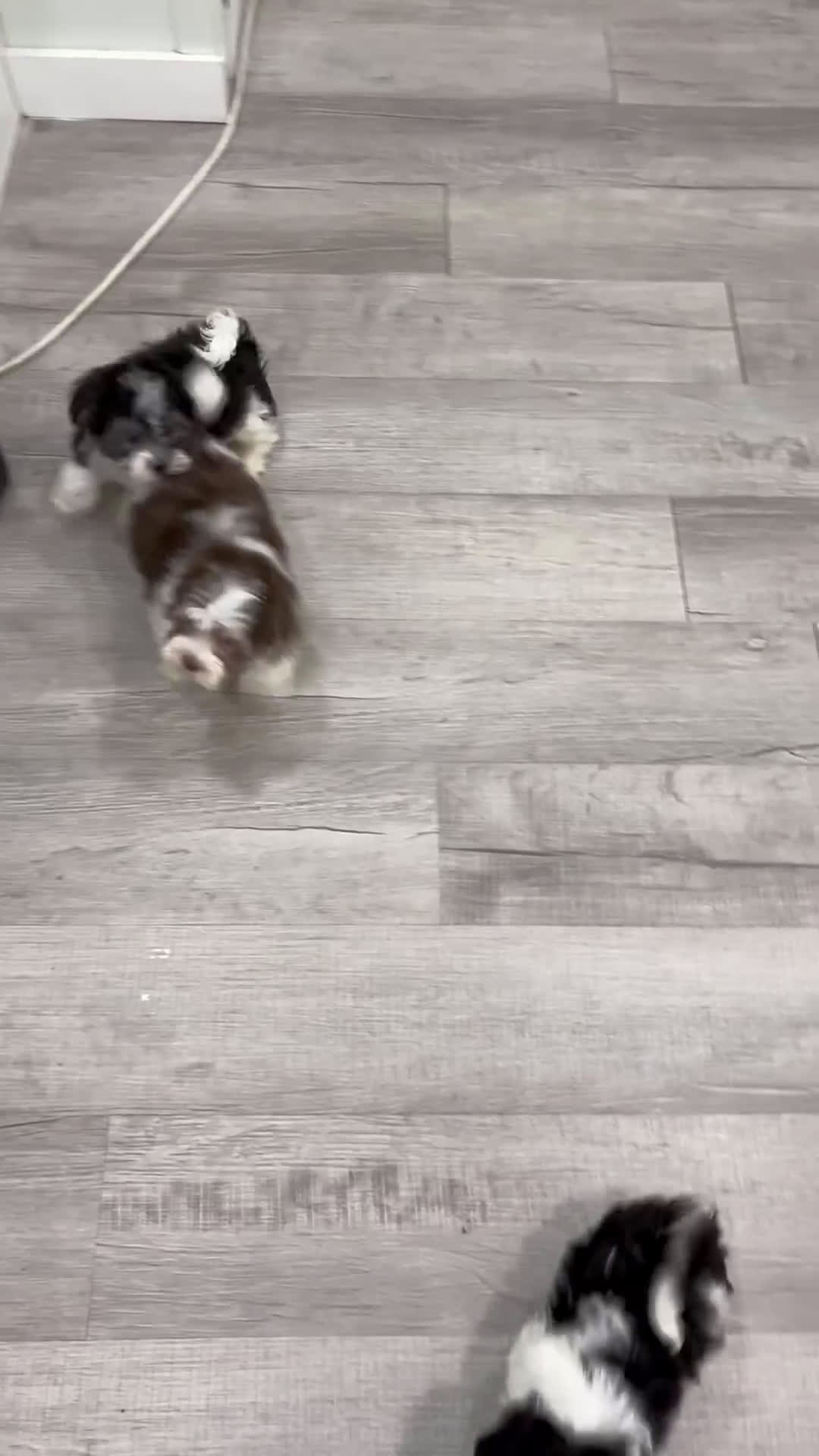 Havanese dogs for sale: Abby - Video 2