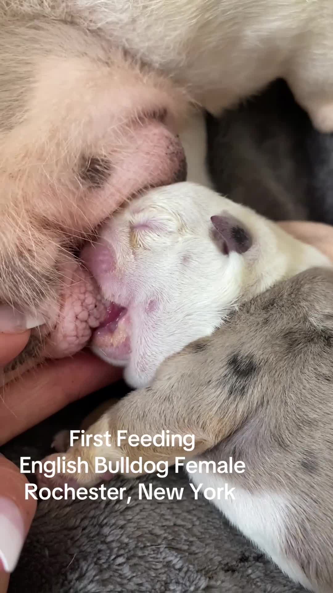 English Bulldog dogs for sale: Eva - Video 2