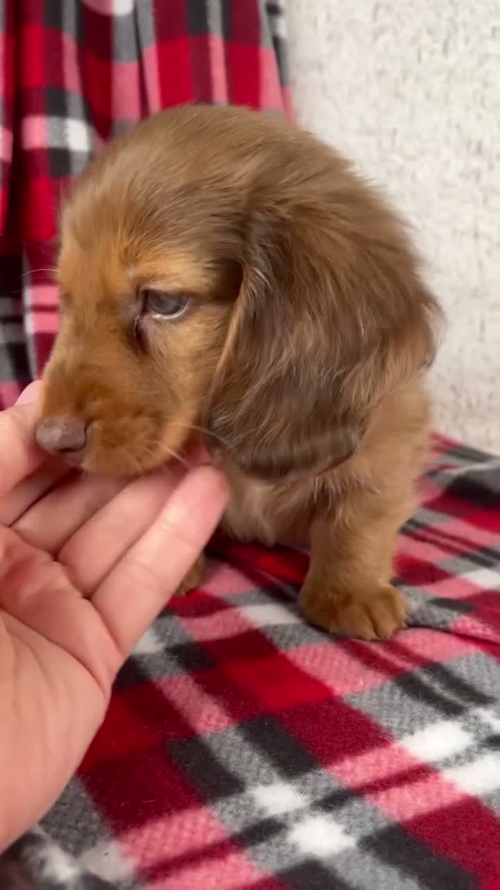 Dachshund dogs for sale: Evan - Video 1