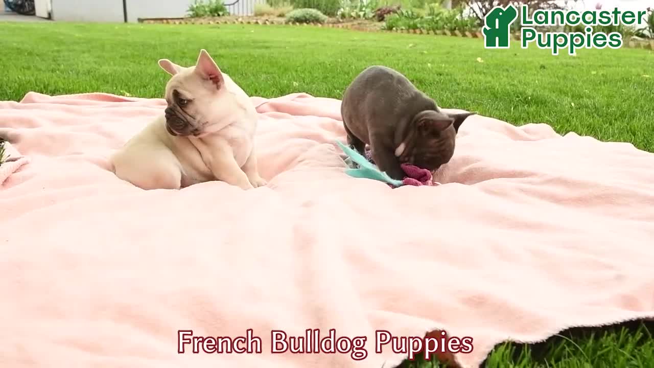 French Bulldog dogs for sale: Delightful Doris - Video 1