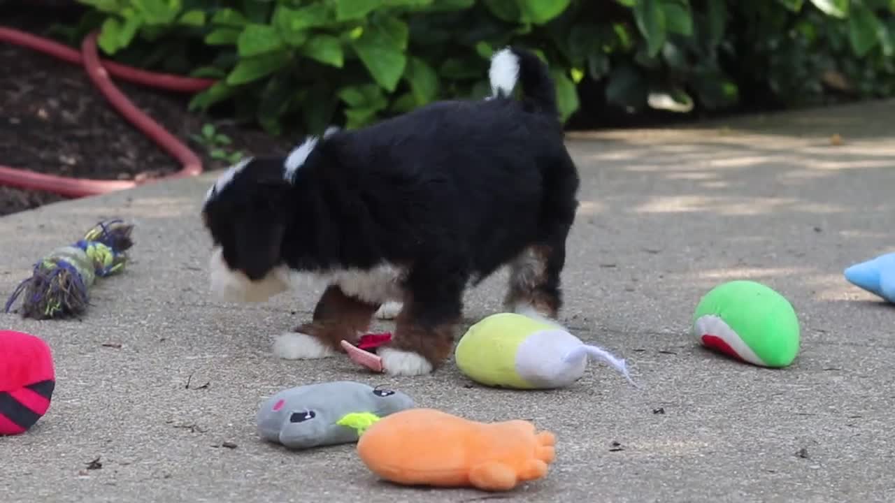 Mini Bernedoodle dogs for sale: Juniper - Video 1