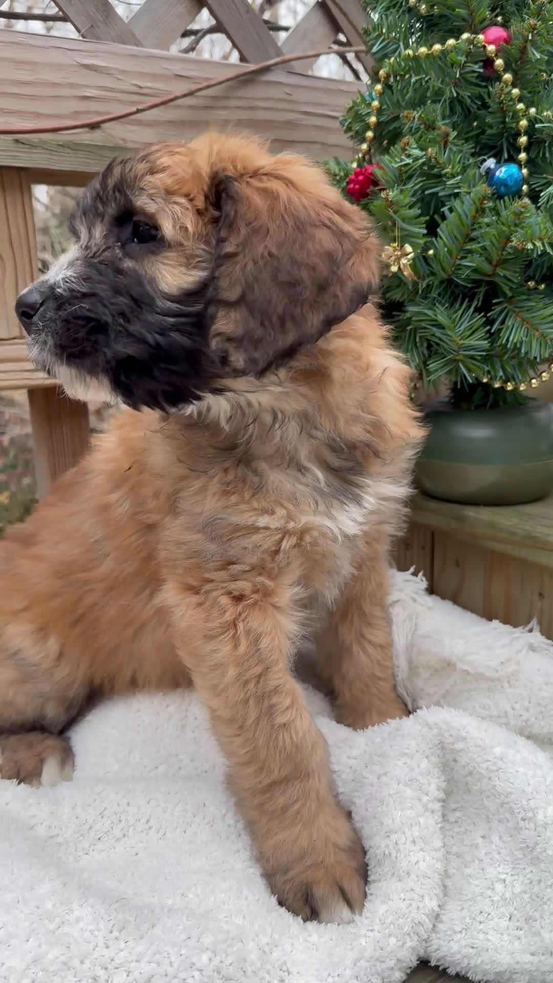Mixed Breed dogs for sale: Opal - Video 2