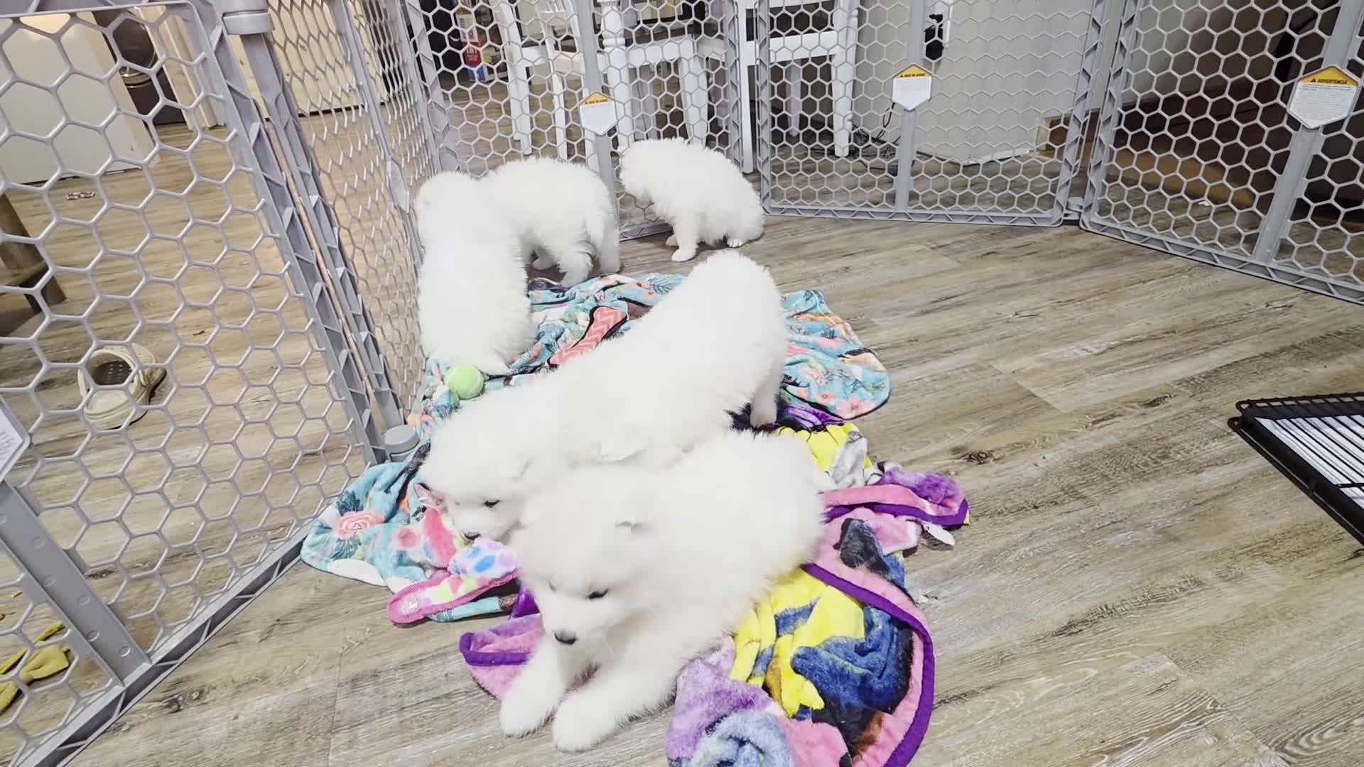 Samoyed dogs for sale: Simba - Video 1