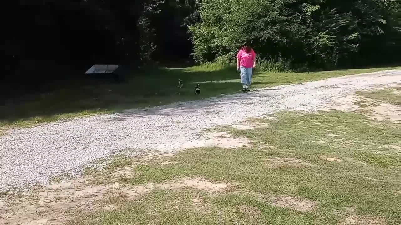Collie dogs for sale: Teddy - Video 1