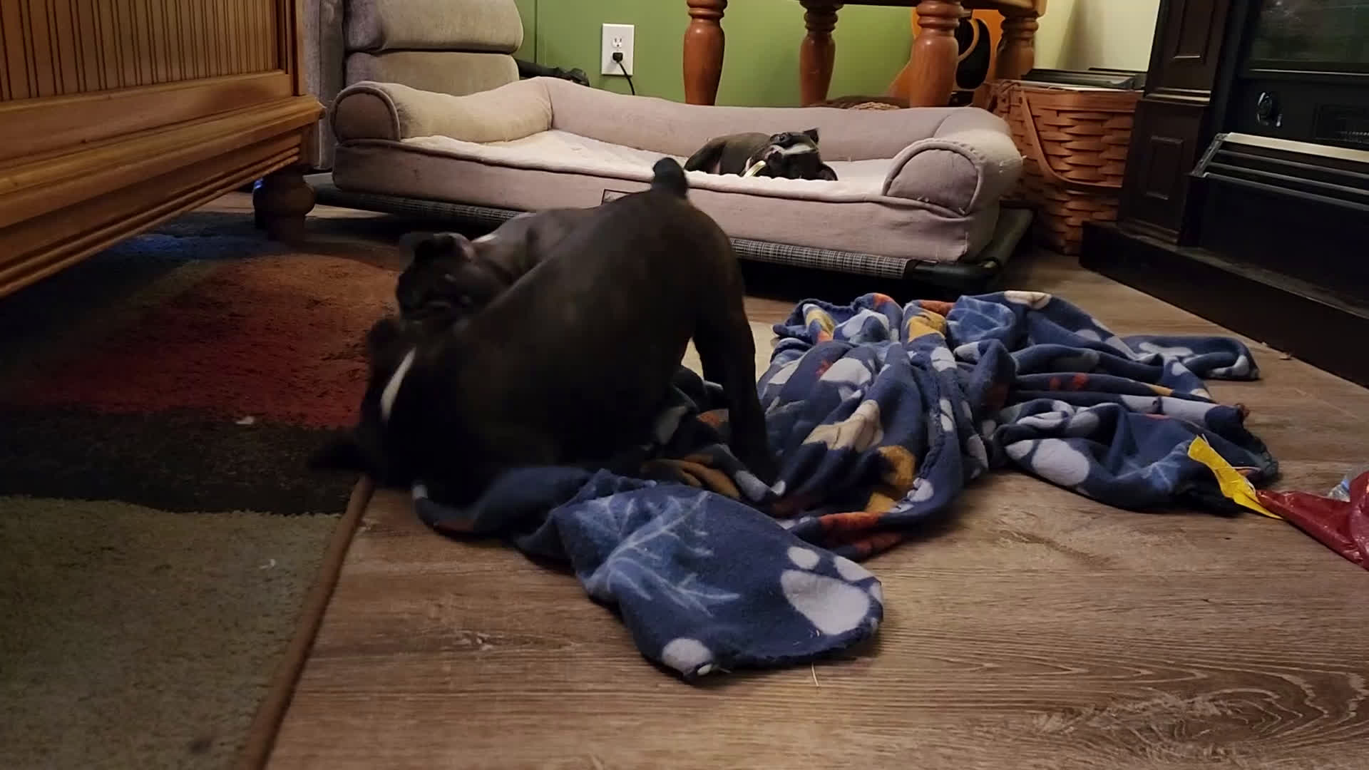 Boston Terrier dogs for sale: Jet - Video 1