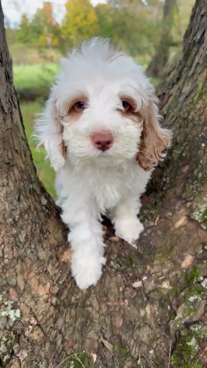 Goldendoodle dogs for sale: Grumpy - Video 1