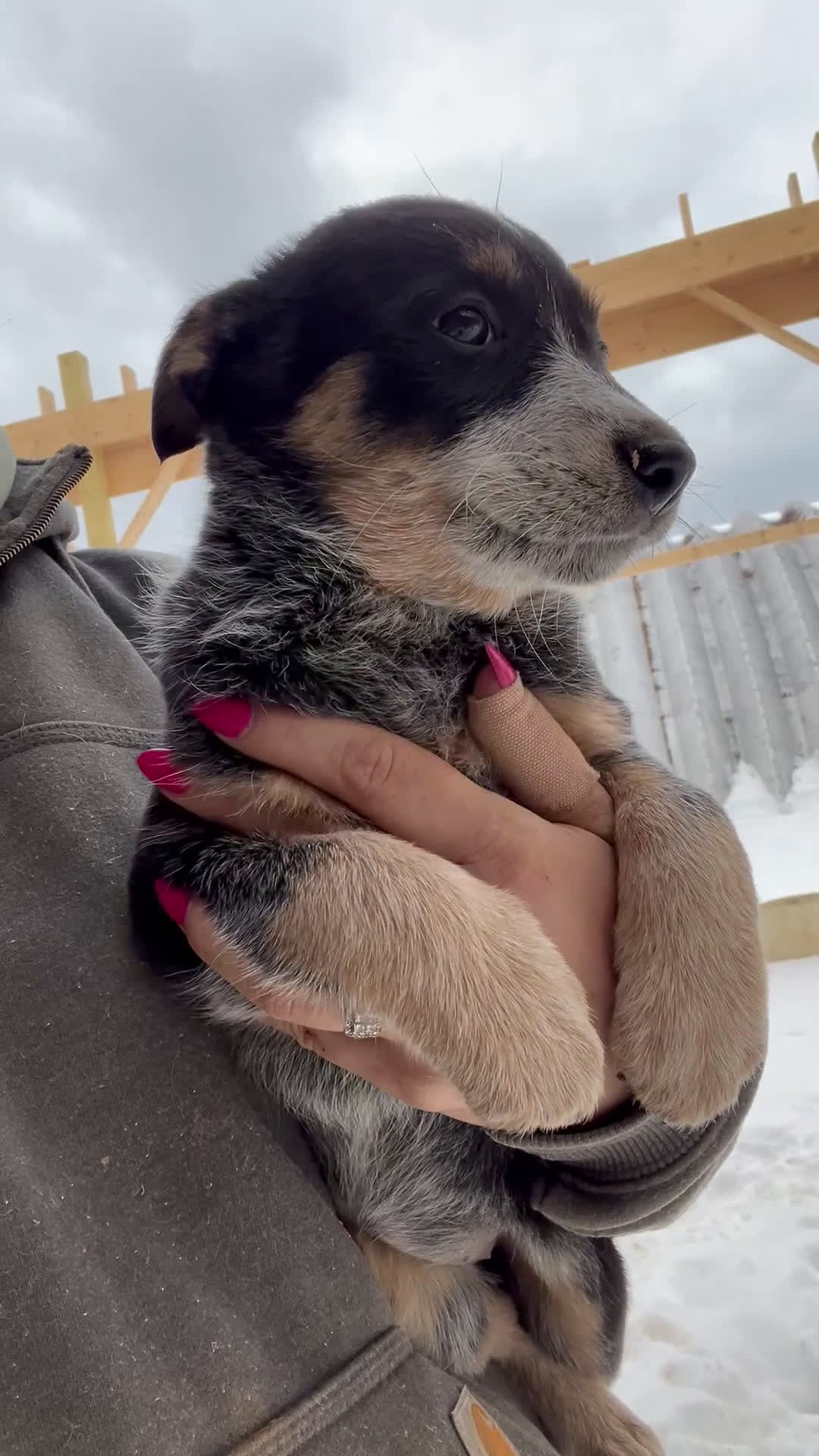 Australian Cattle Dog dogs for sale: Nellie - Video 1