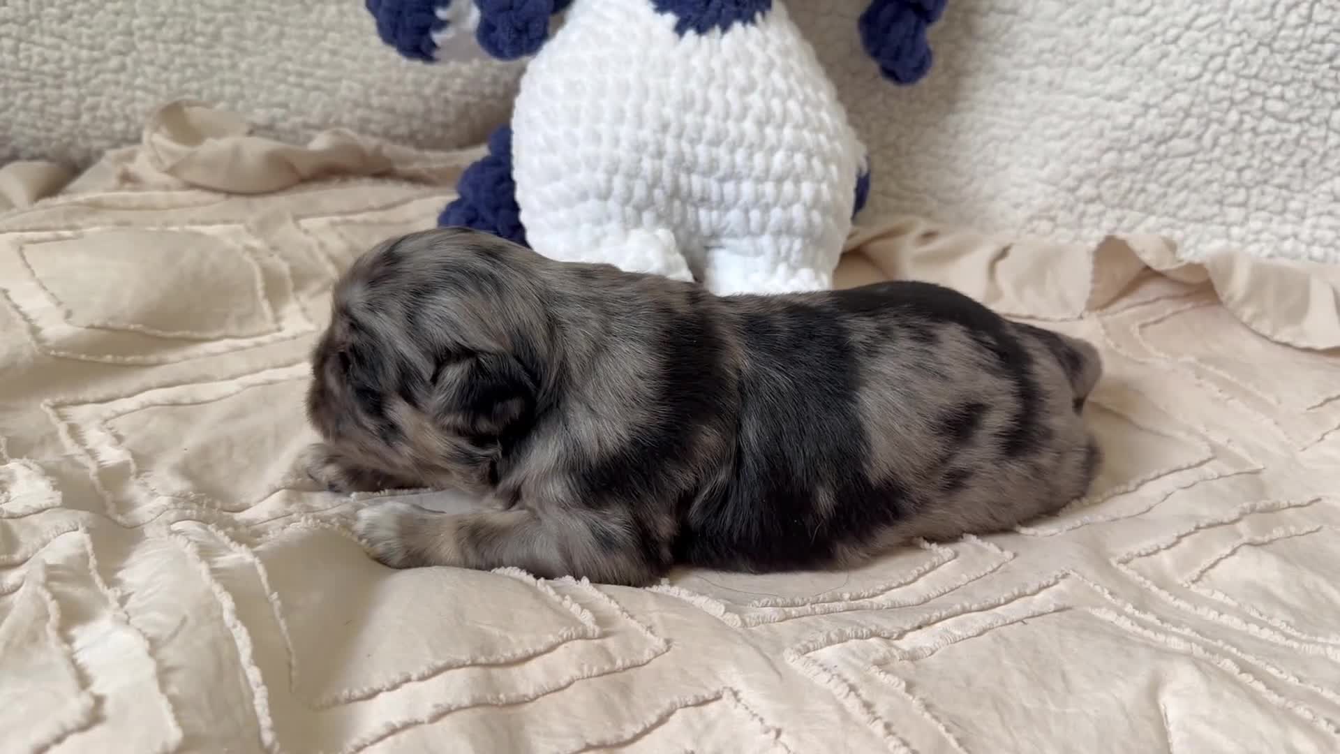 Pug dogs for sale: Pug Puppy 2 Roy - Video 1