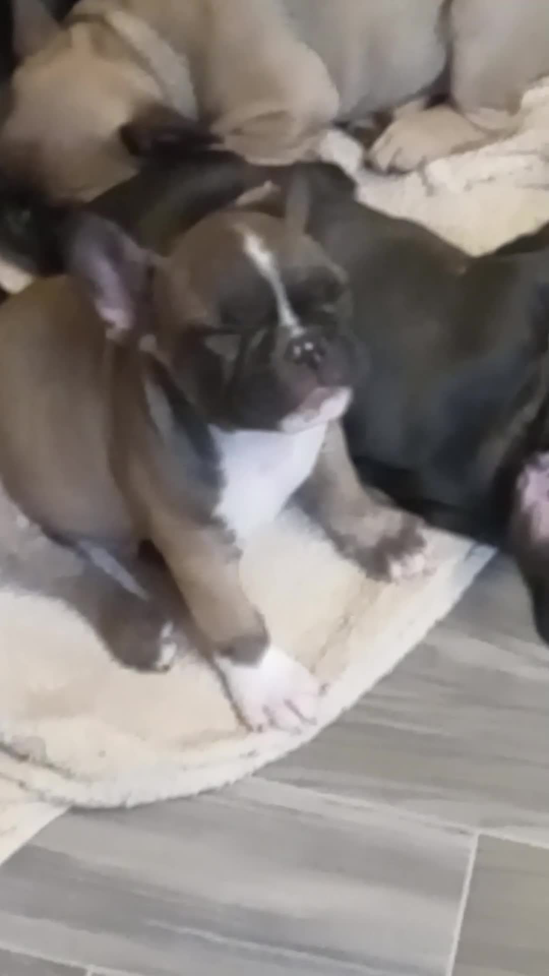 French Bulldog dogs for sale: Spud - Video 2