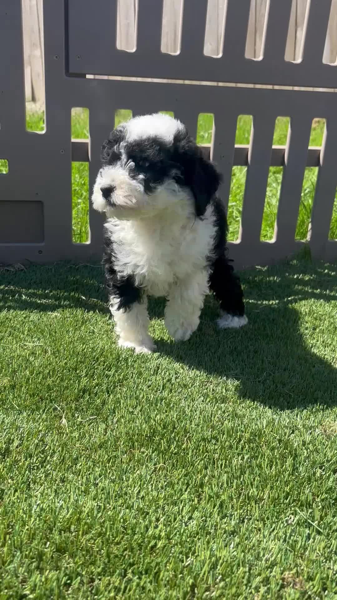 Bernedoodle dogs for sale: Bronco - Video 1