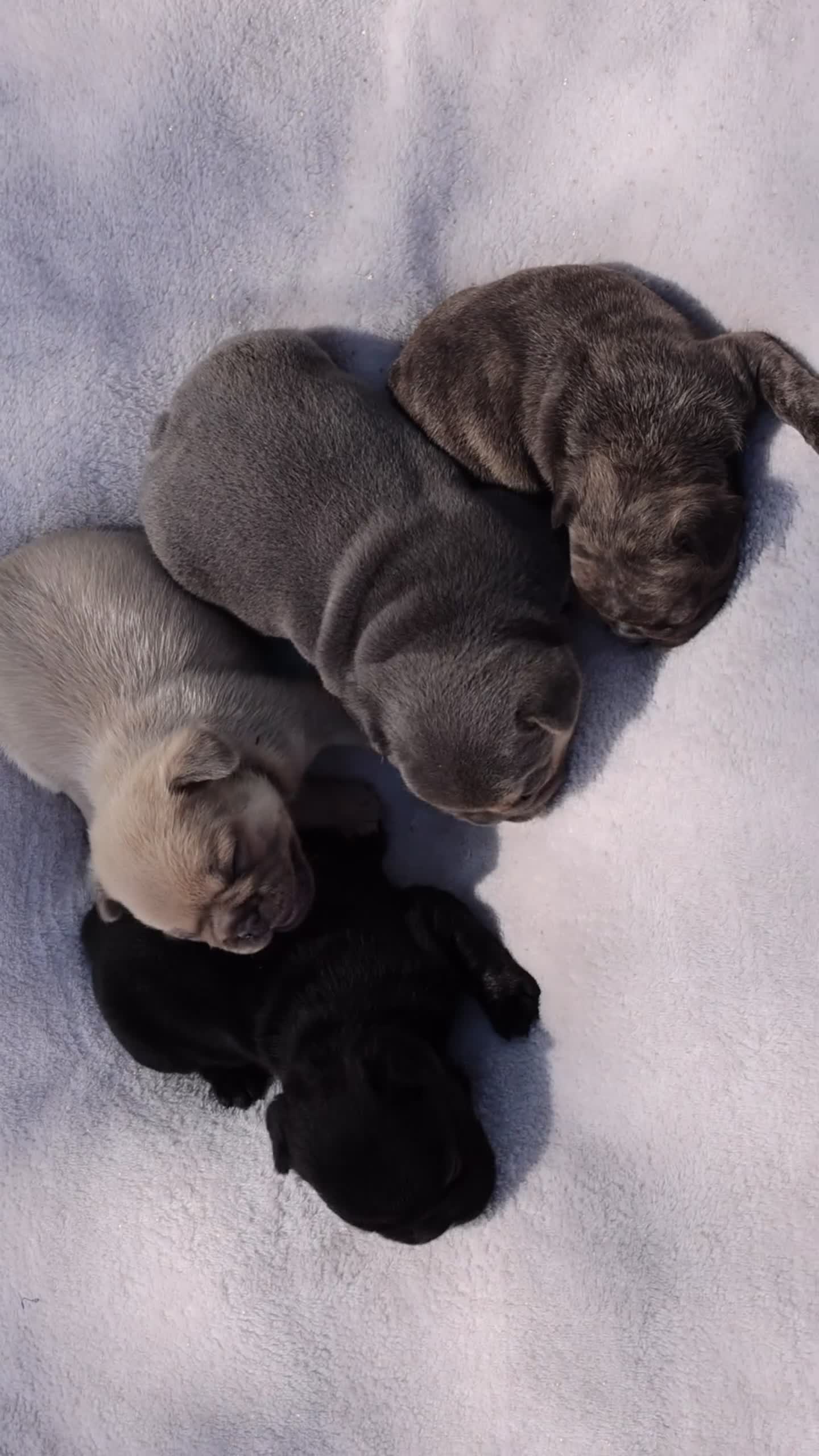 French Bulldog dogs for sale: MJ - Video 1