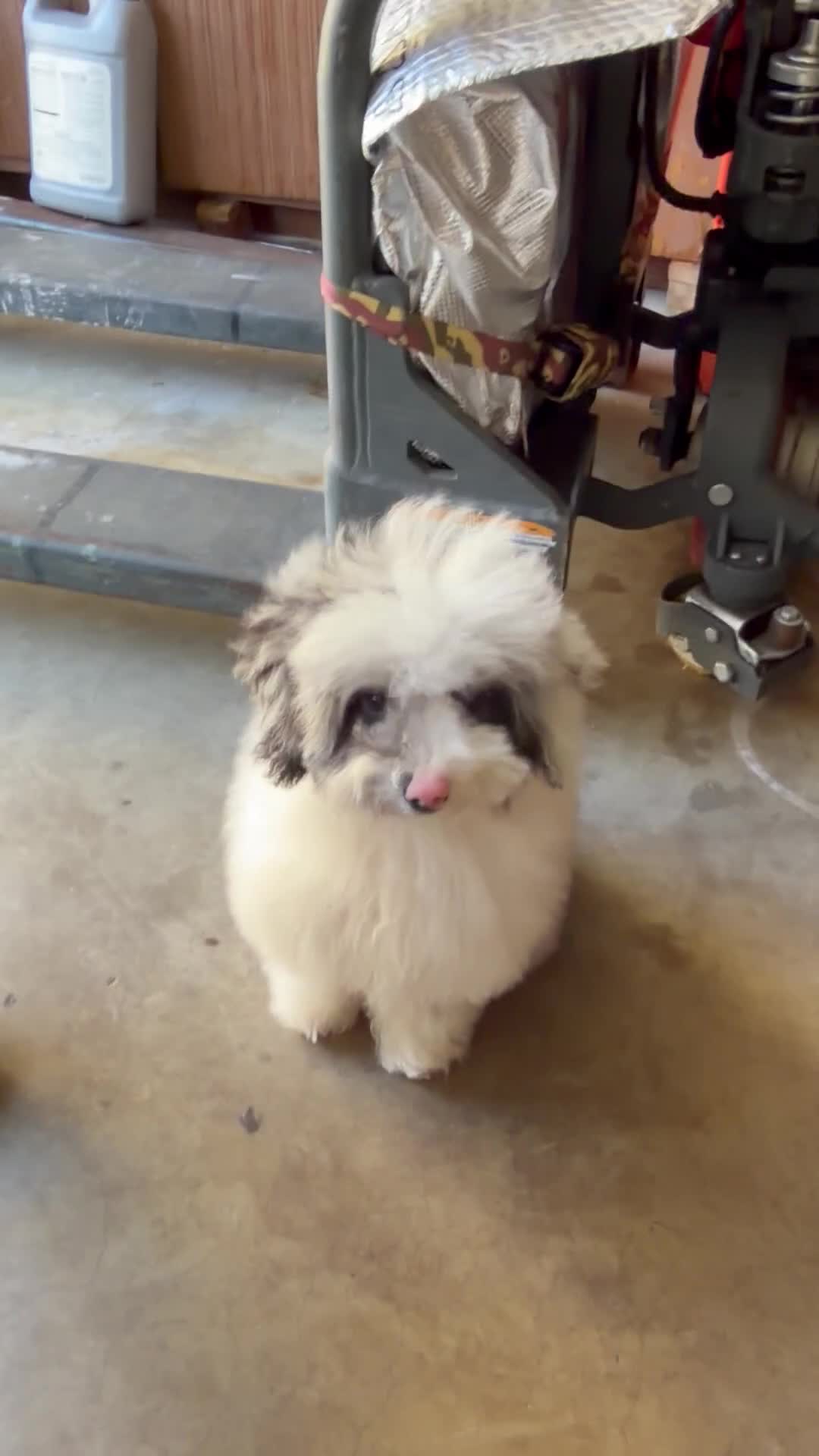 Mixed Breed dogs for sale: Miniature poodle - Video 1