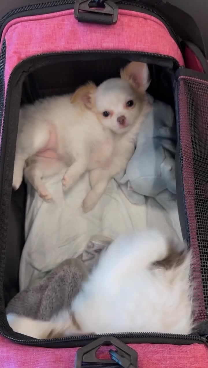 Chihuahua dogs for sale: Fancy - Female White and Cream Long Haired Chihuahua Puppy - Video 1