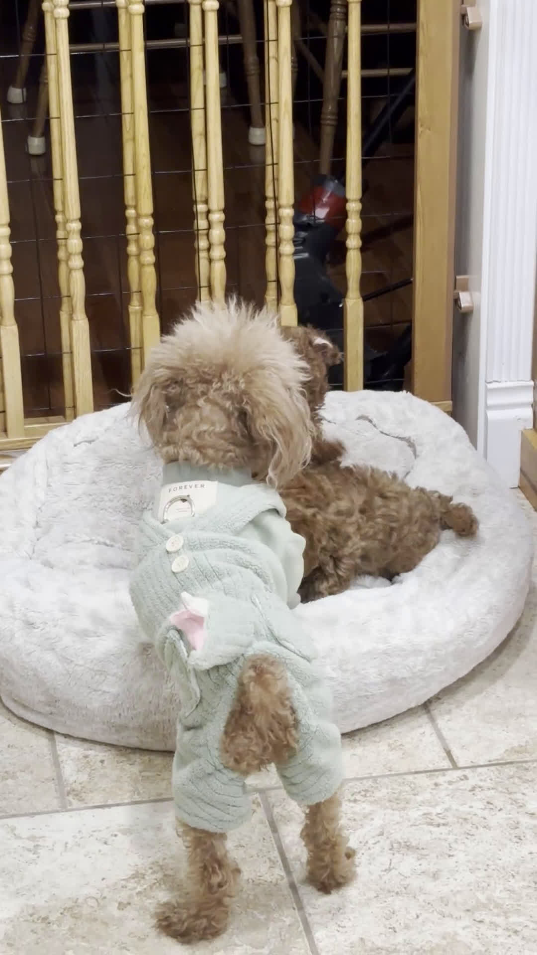 Toy Poodle dogs for sale: Toy Poodle Puppy 2 - Video 2