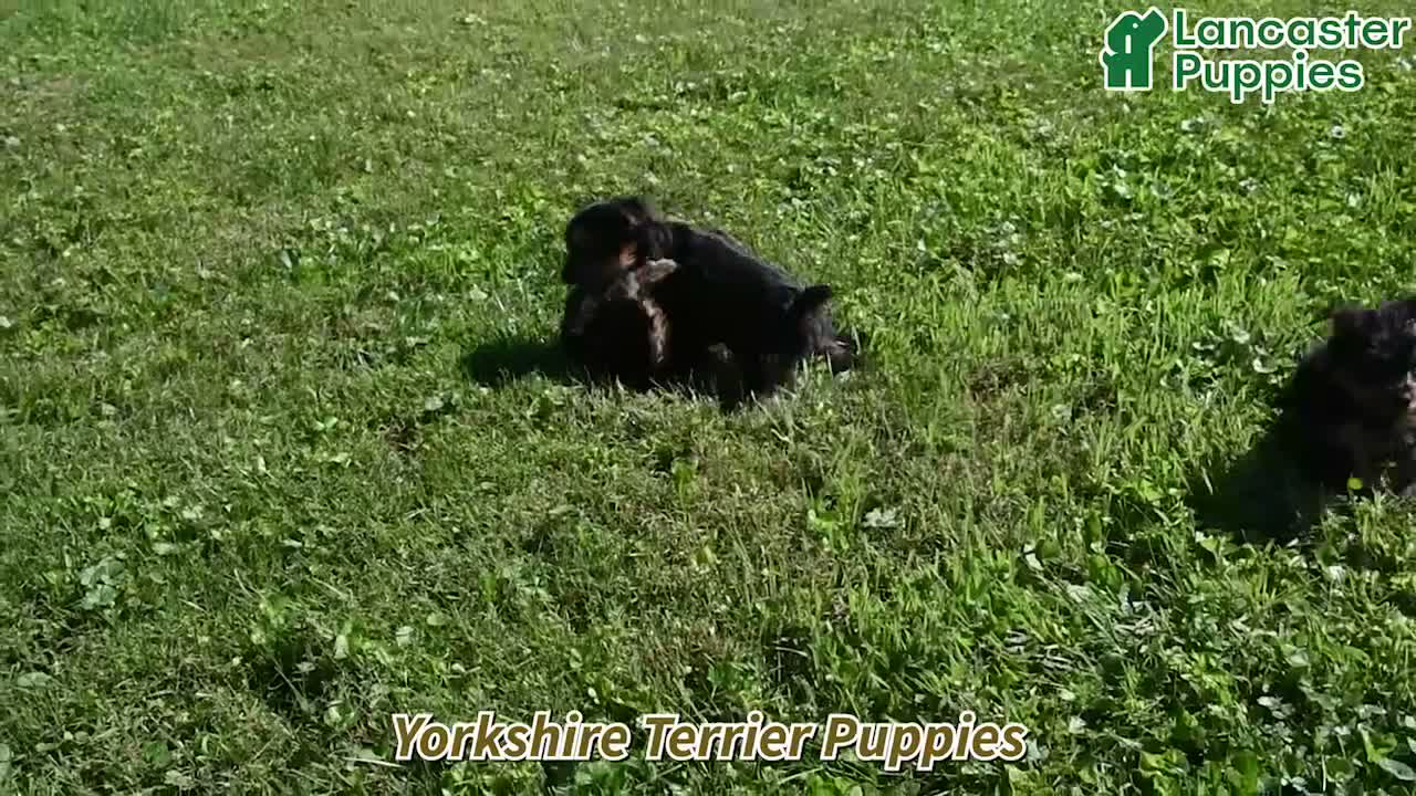 Yorkshire Terrier dogs for sale: Nova - Video 1