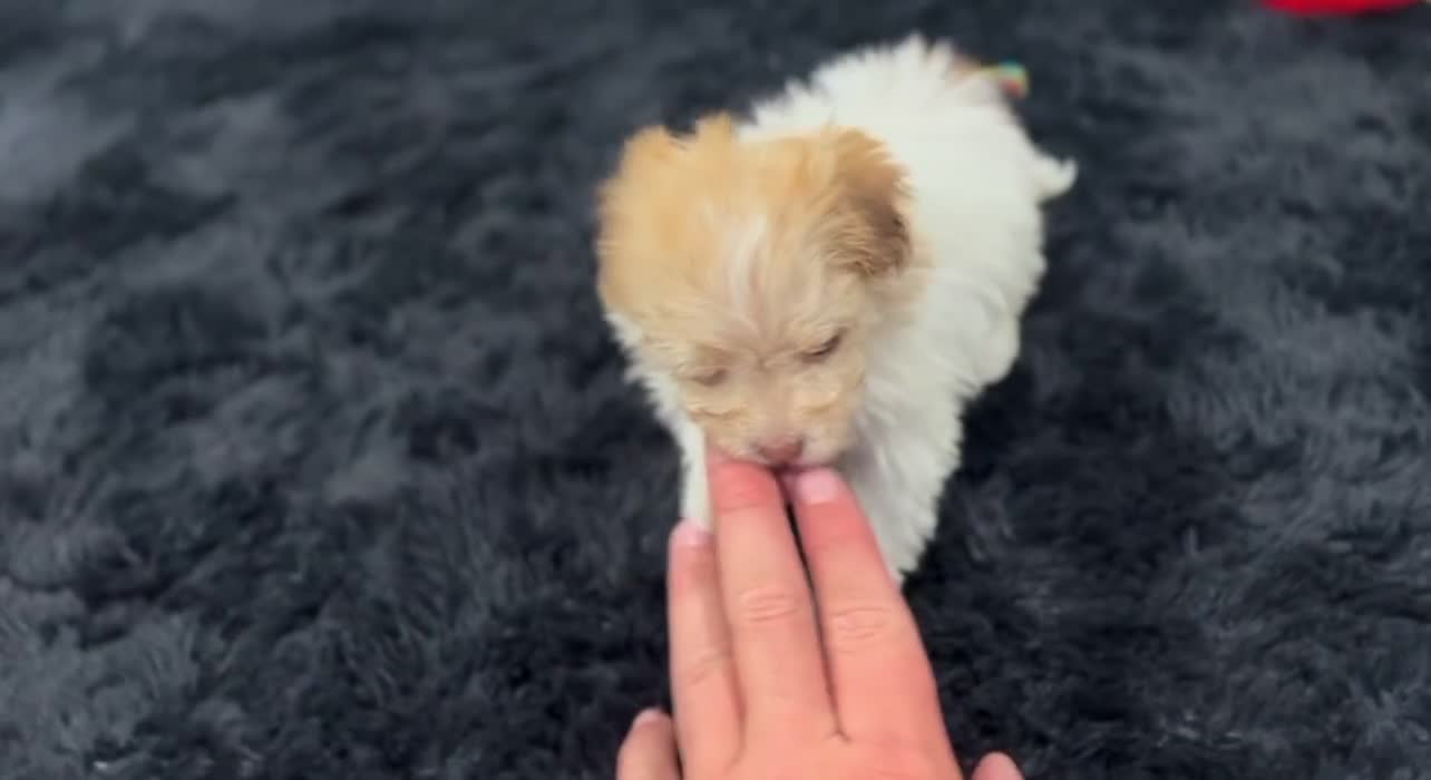Havanese dogs for sale: Geno - Video 2