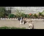 Mixed Breed dogs for sale: Misty - Video 2