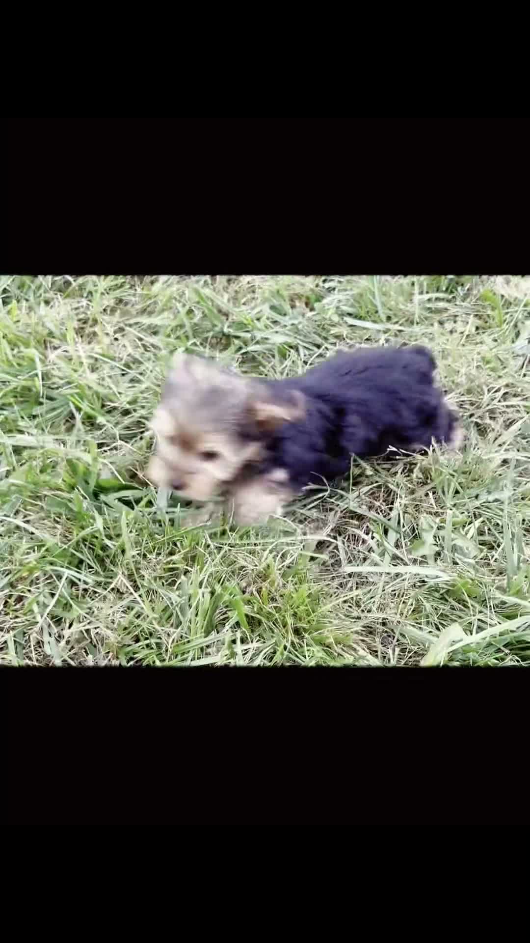 Yorkshire Terrier dogs for sale: Fizzie  - Video 1