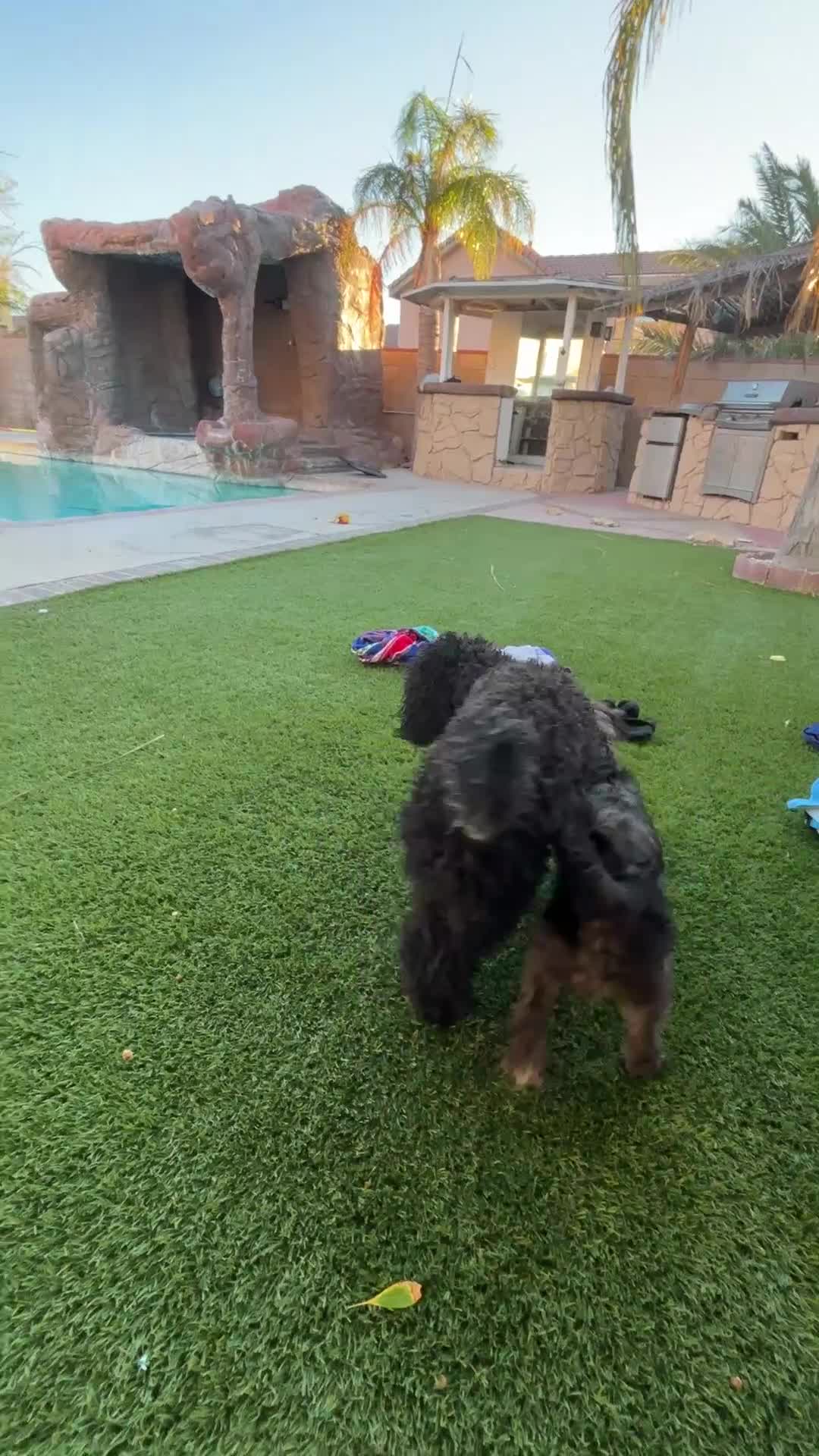 Schnoodle dogs for sale: Schnoodle 5 - Video 1
