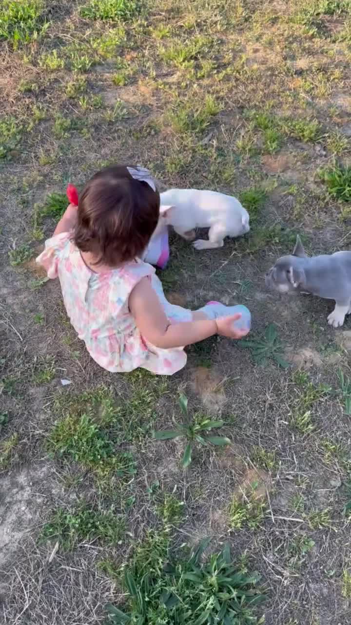 French Bulldog dogs for sale: Diesel - Video 2