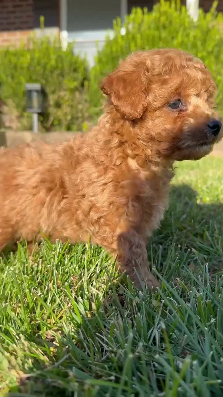 Bichpoo dogs for sale: Teddy - Video 1