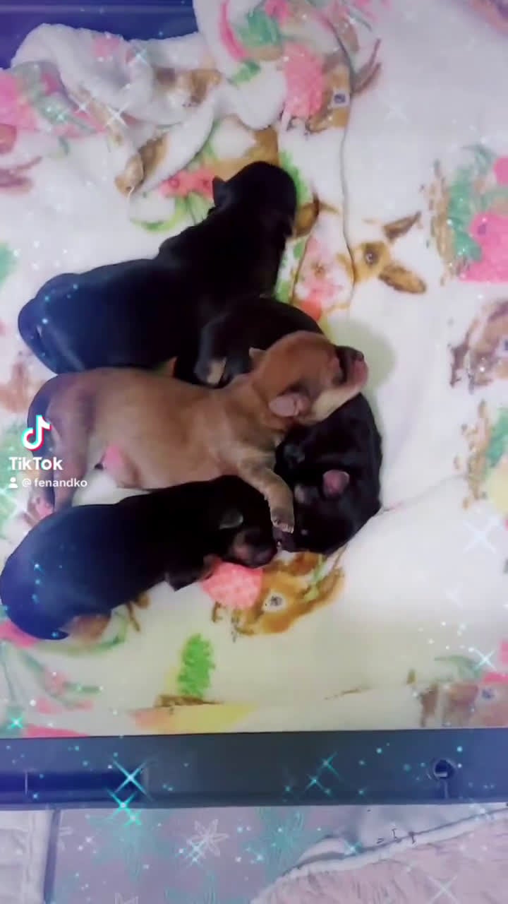 Morkie dogs for sale: Mochi - Video 2