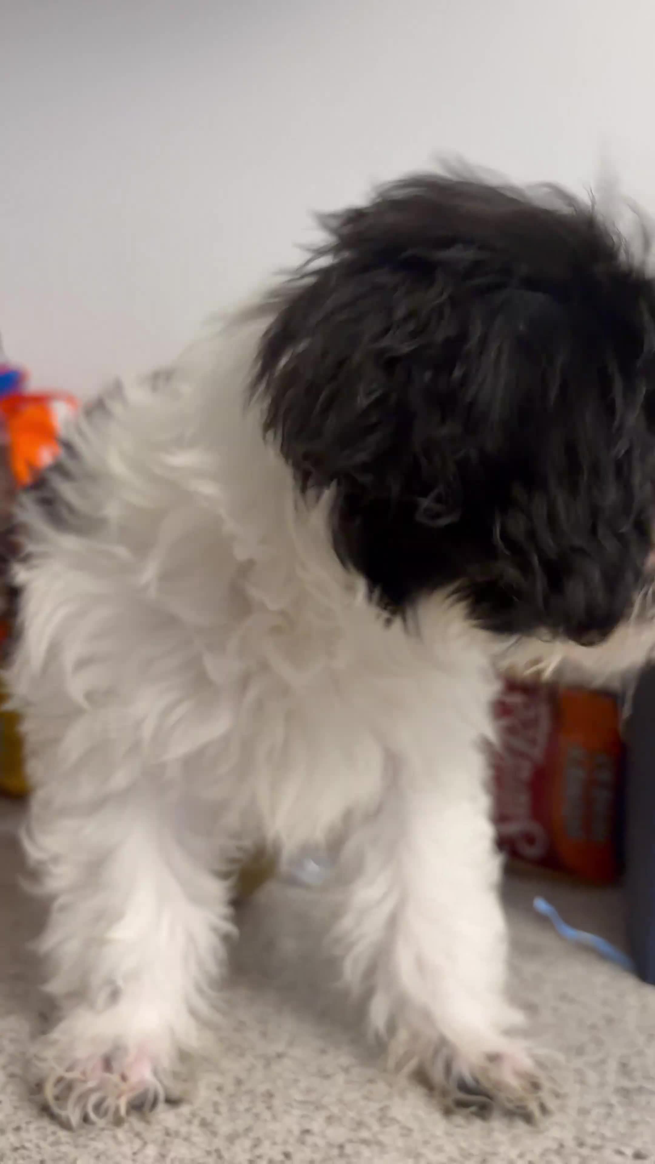 Mixed Breed dogs for sale: Milo - Video 1
