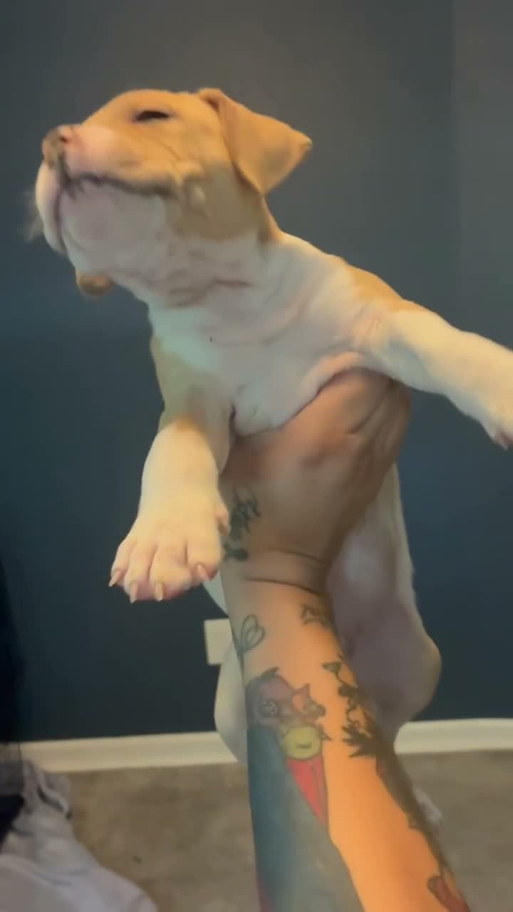 American Bully dogs for sale: American Bully 1 TANN - Video 1