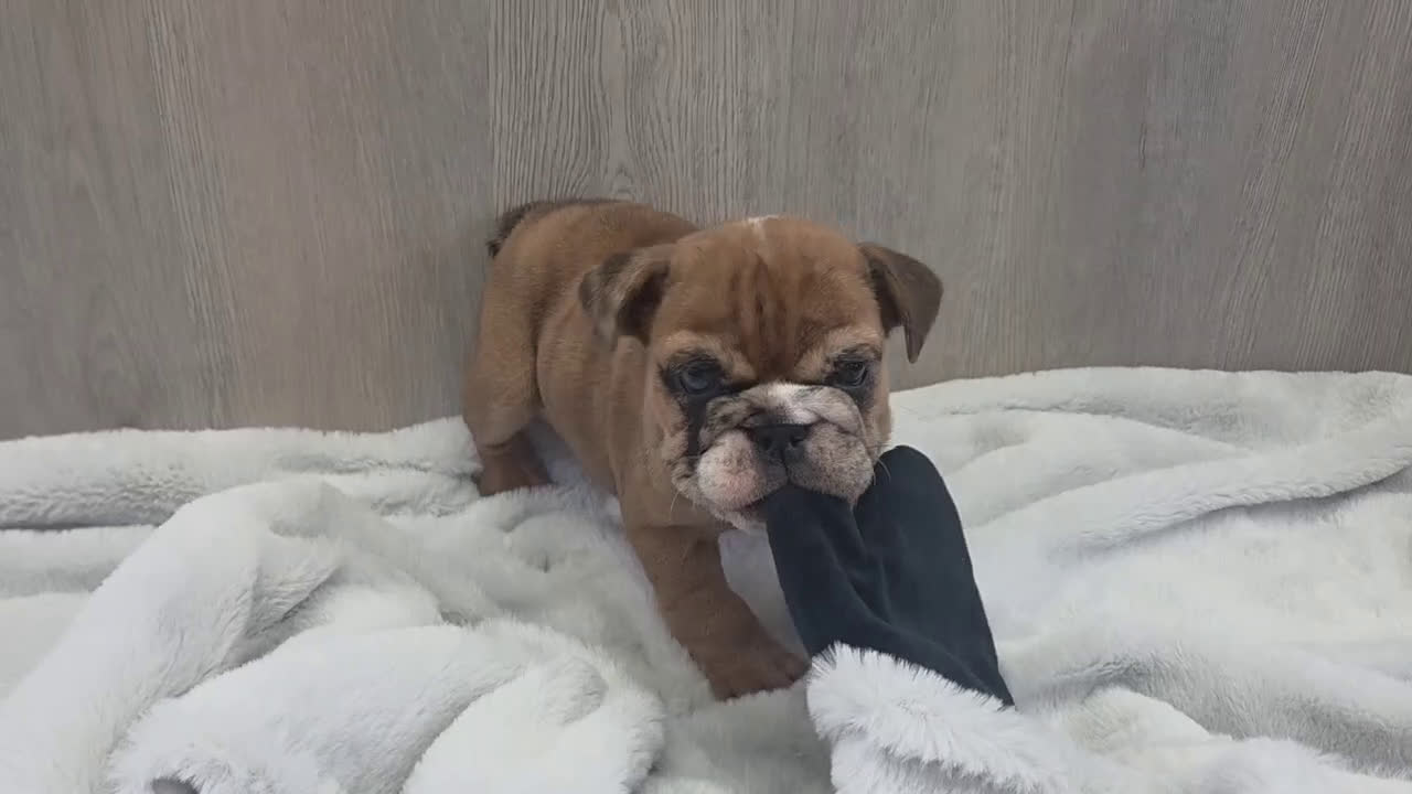 English Bulldog dogs for sale: Kelsi - Video 2