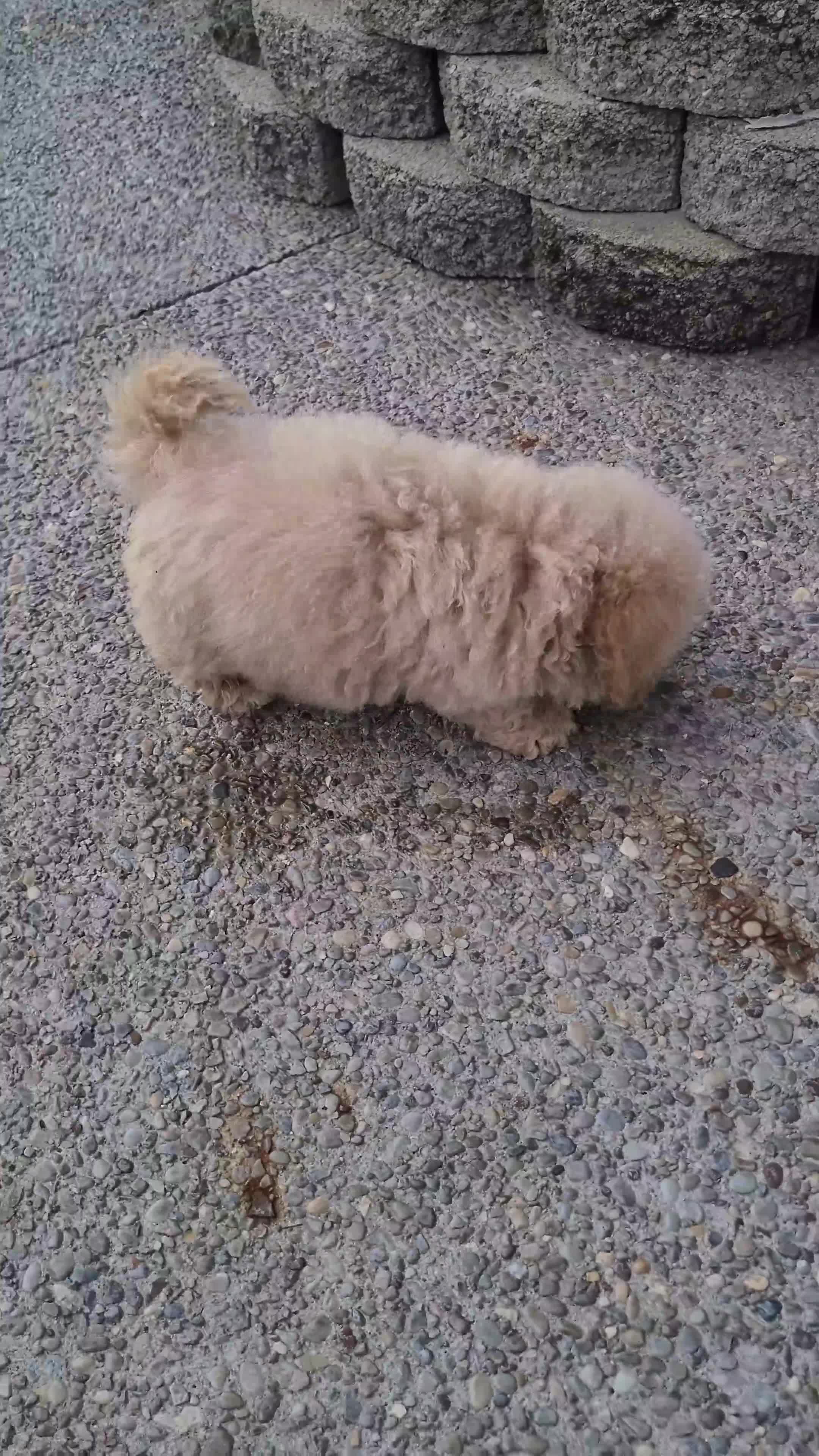 Bichpoo dogs for sale: Lincoln - Video 1