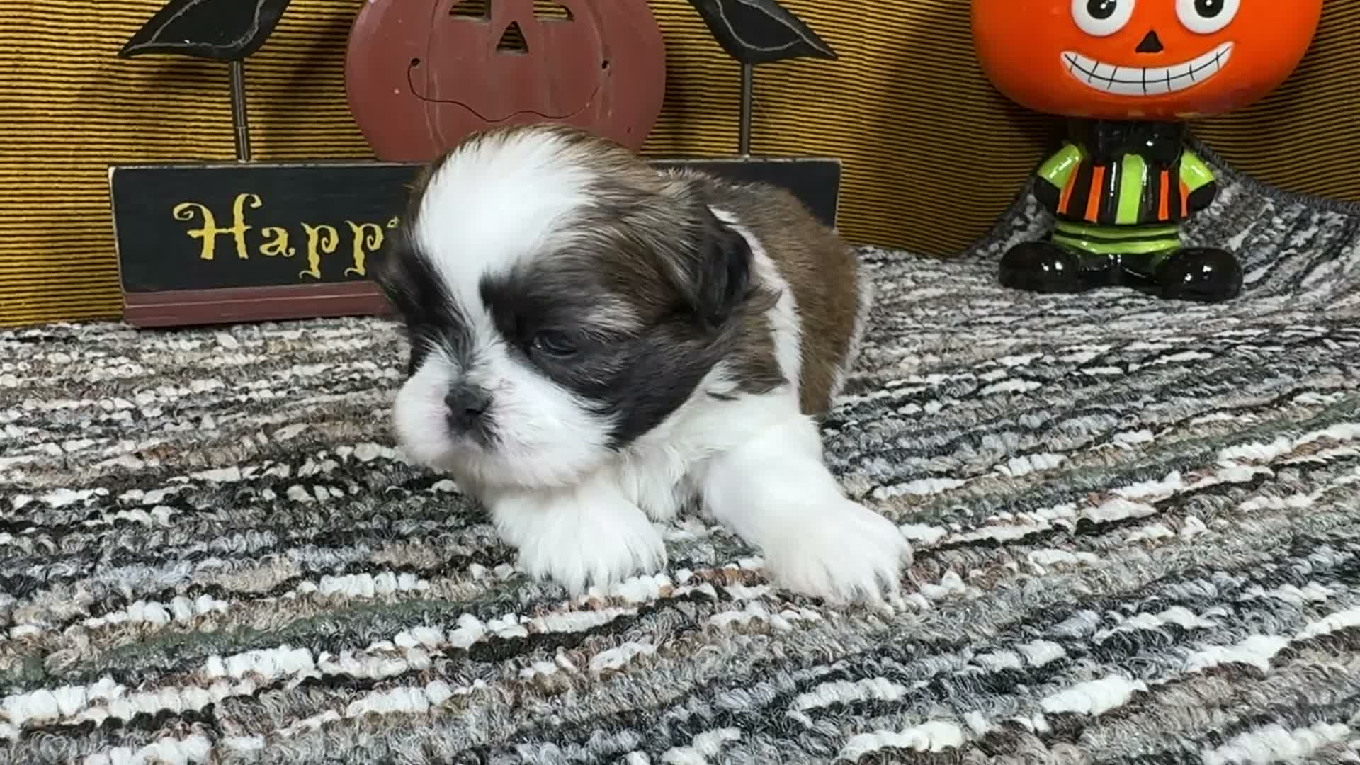 Shih Tzu dogs for sale: Shih Tzu 1 - Video 1