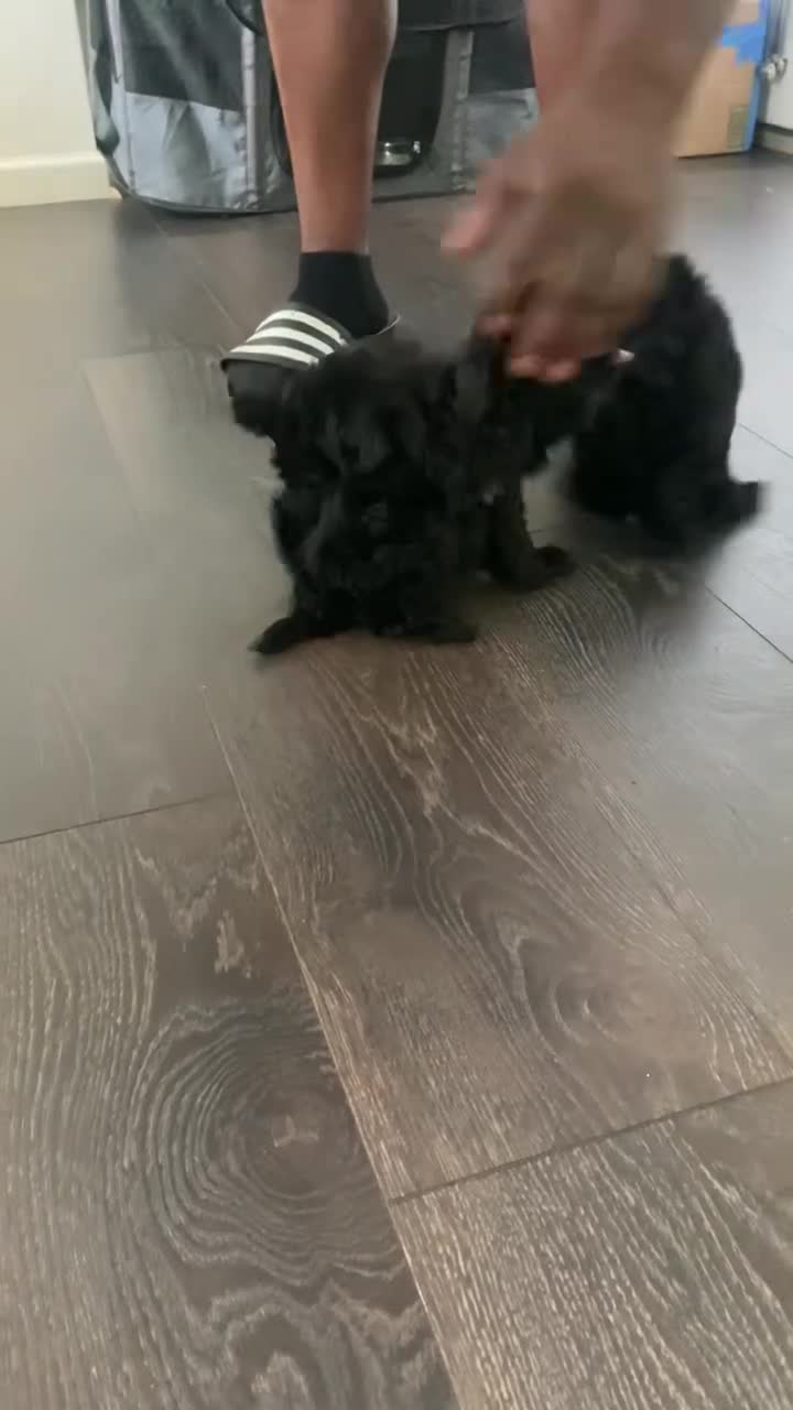 Yorkiepoo dogs for sale: Yorkiepoo Puppy - Blue - Video 1