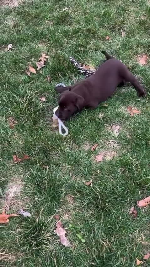 Labrador Retriever dogs for sale: Stacy - Video 1